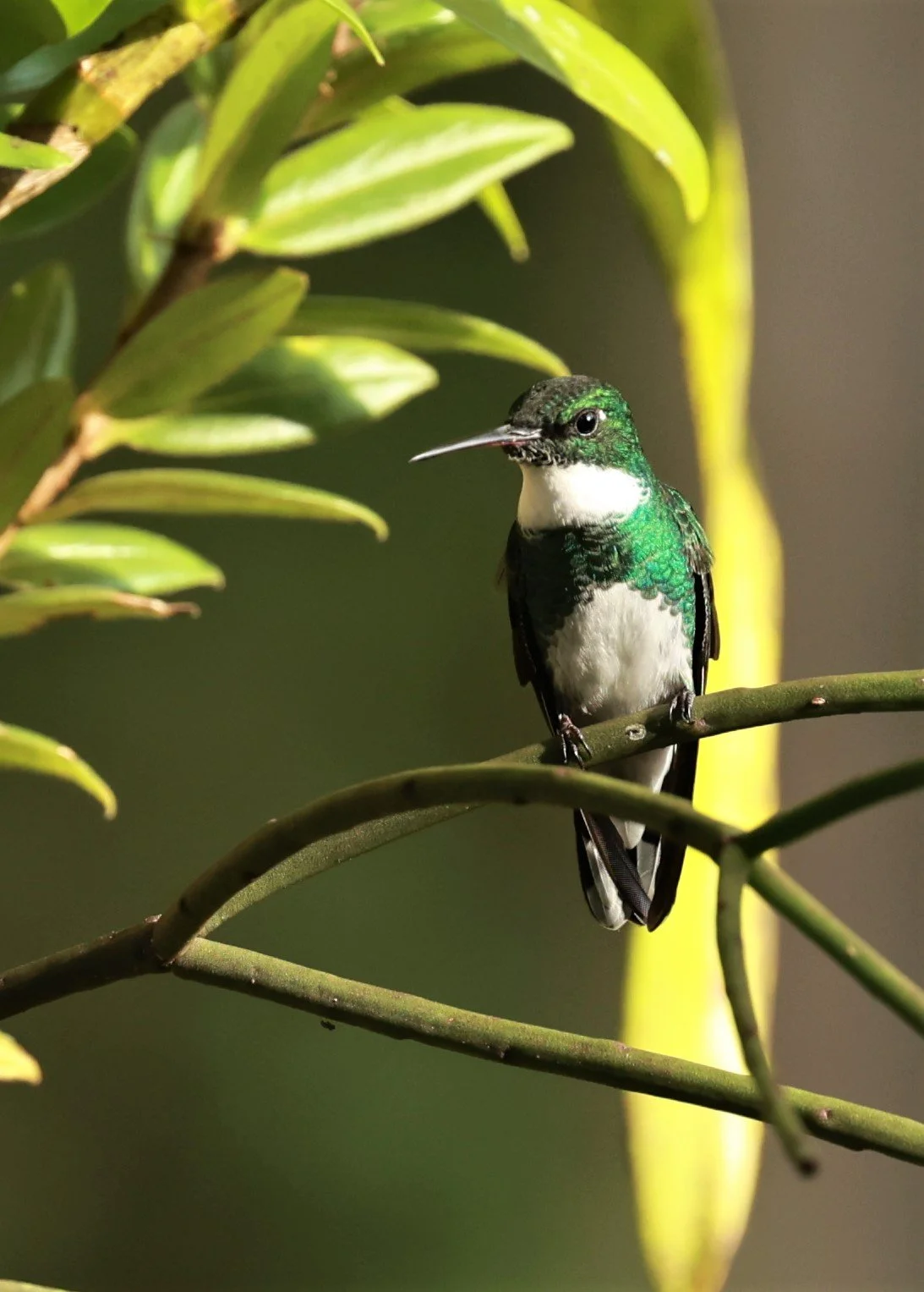 Hummingbird - White-throated Hummingbird - Leucochloris albicollis - Santa Teresa, Pousada Vita Verde (11).jpg