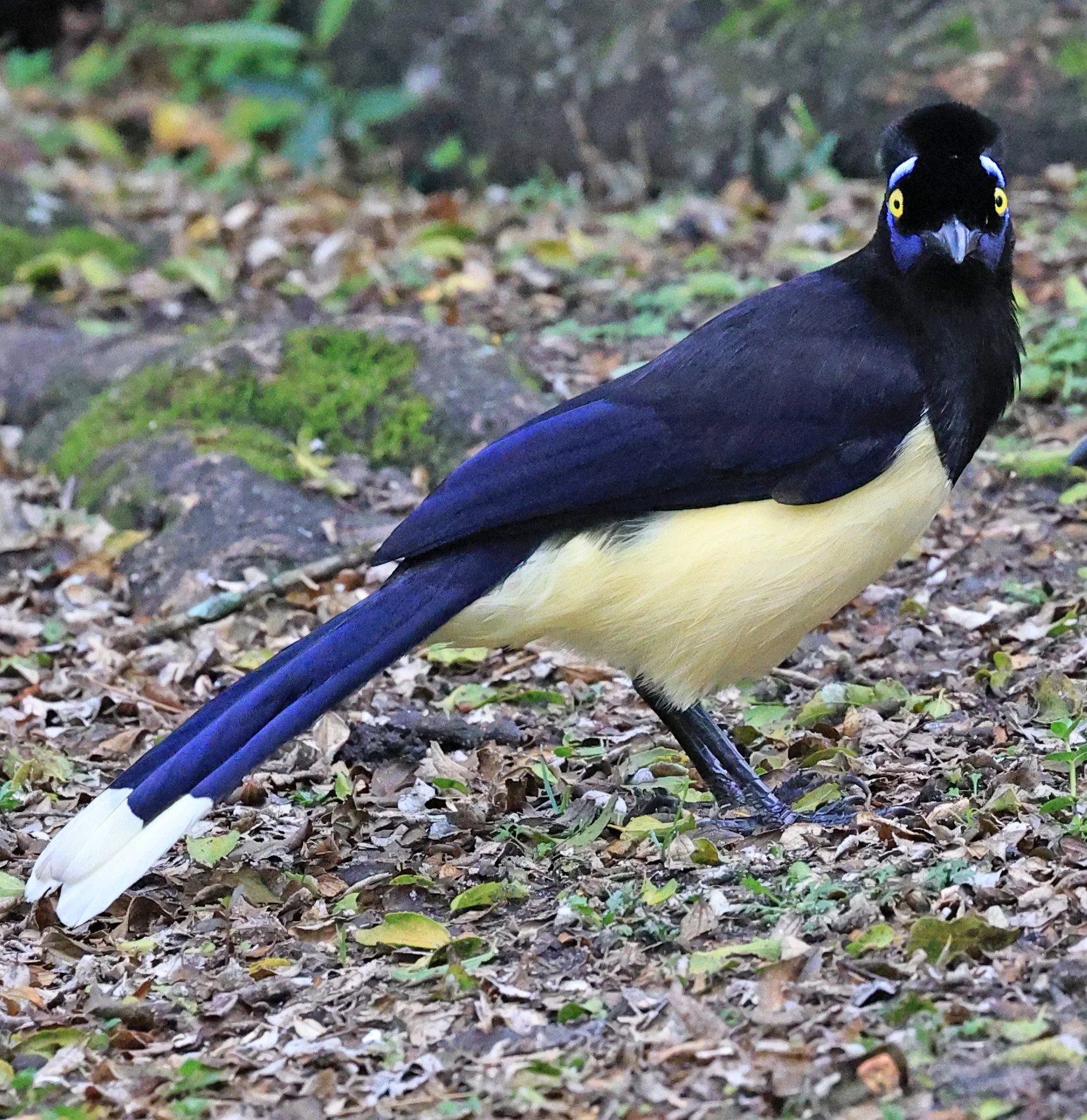 Plush-crested Jay (Cyanocorax chrysops) El Palmar National Park, Entre Rios, Argentina (3).jpg