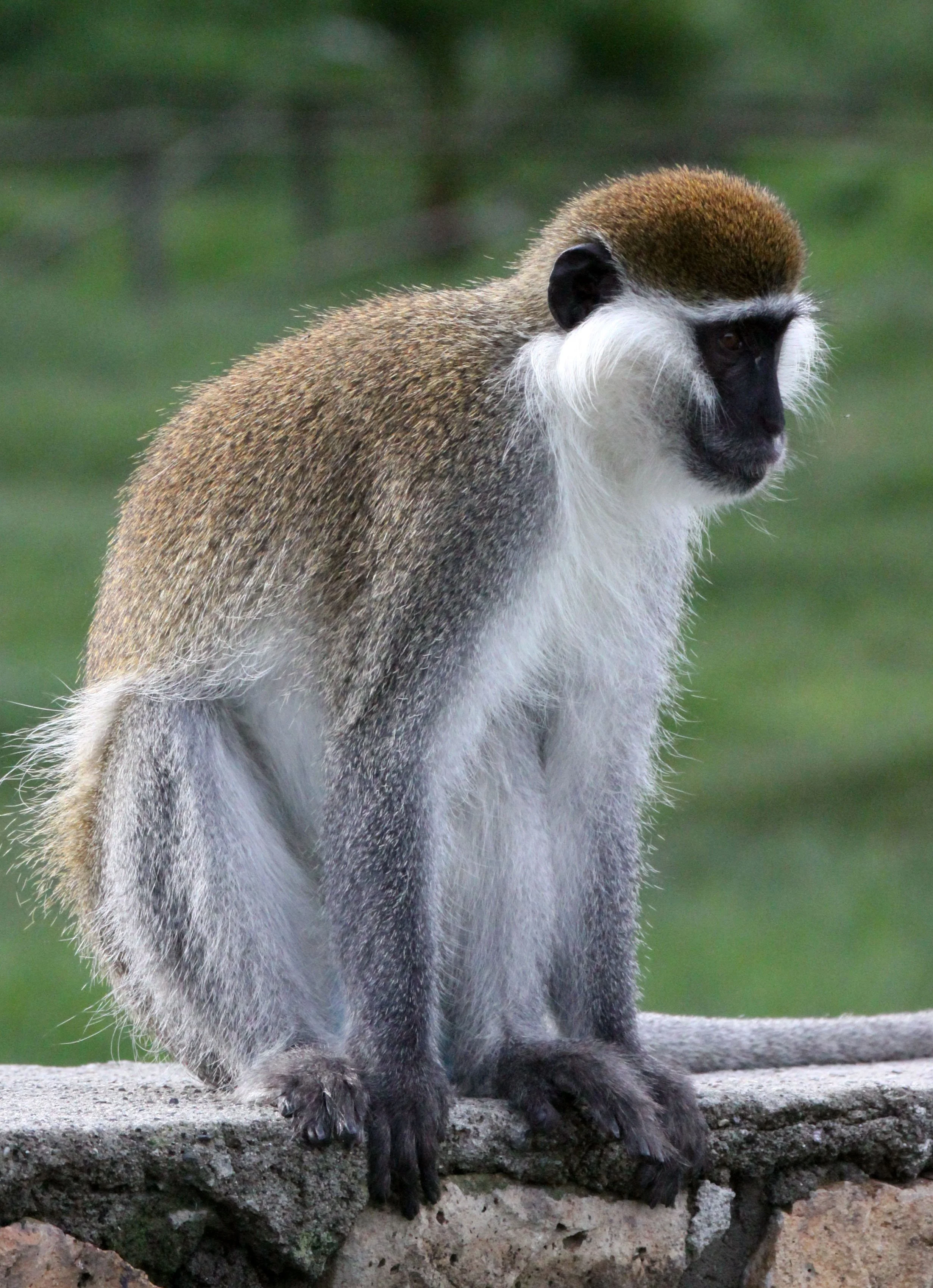 CERCOPITHECIDAE - Chlorocebus aethiops - GRIVET MONKEY - LAKE AWASSA ETHIOPIA (37).JPG
