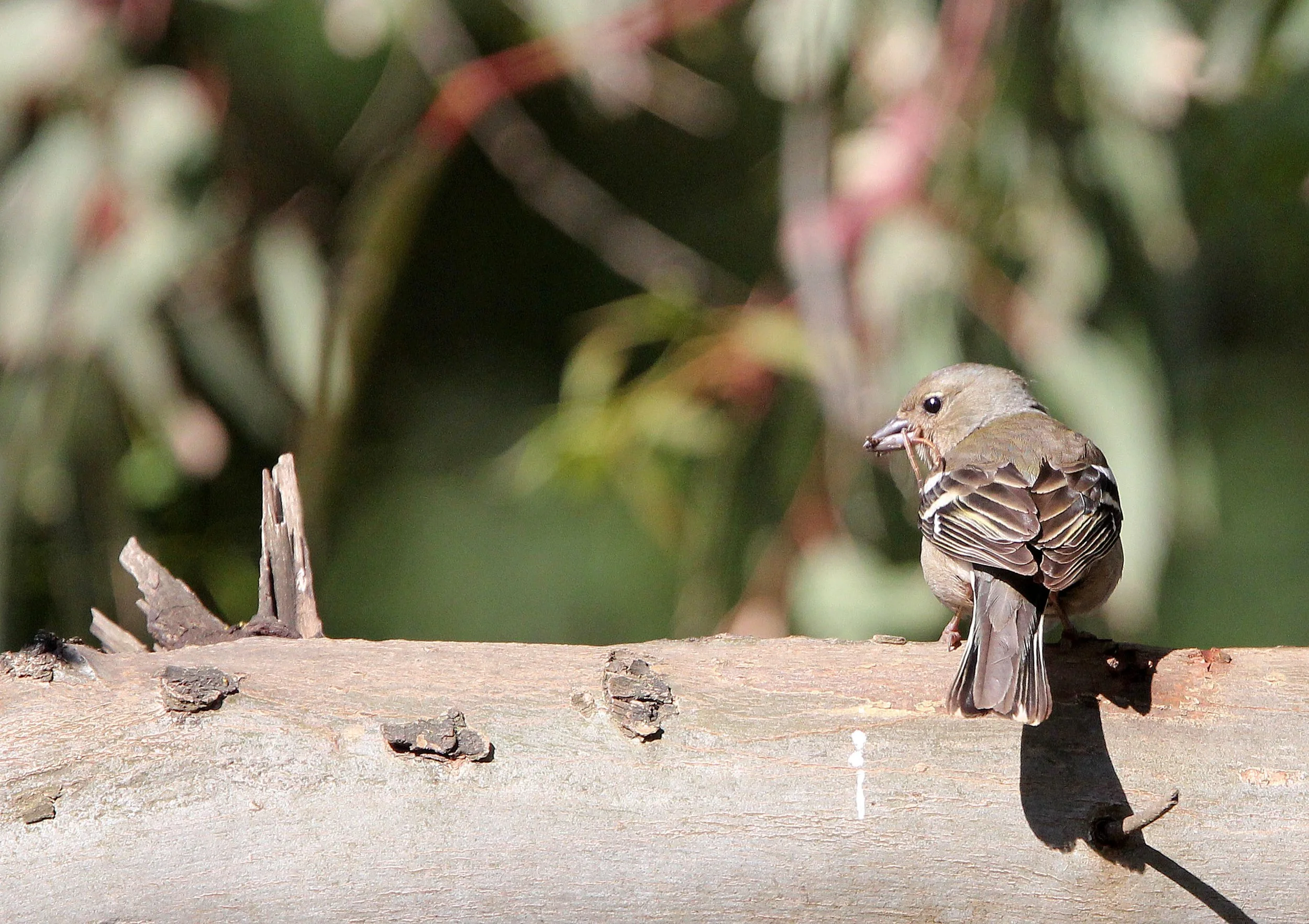 Chaffinch (Fringilla coelebs) Feija NP, Tunisia (1).JPG