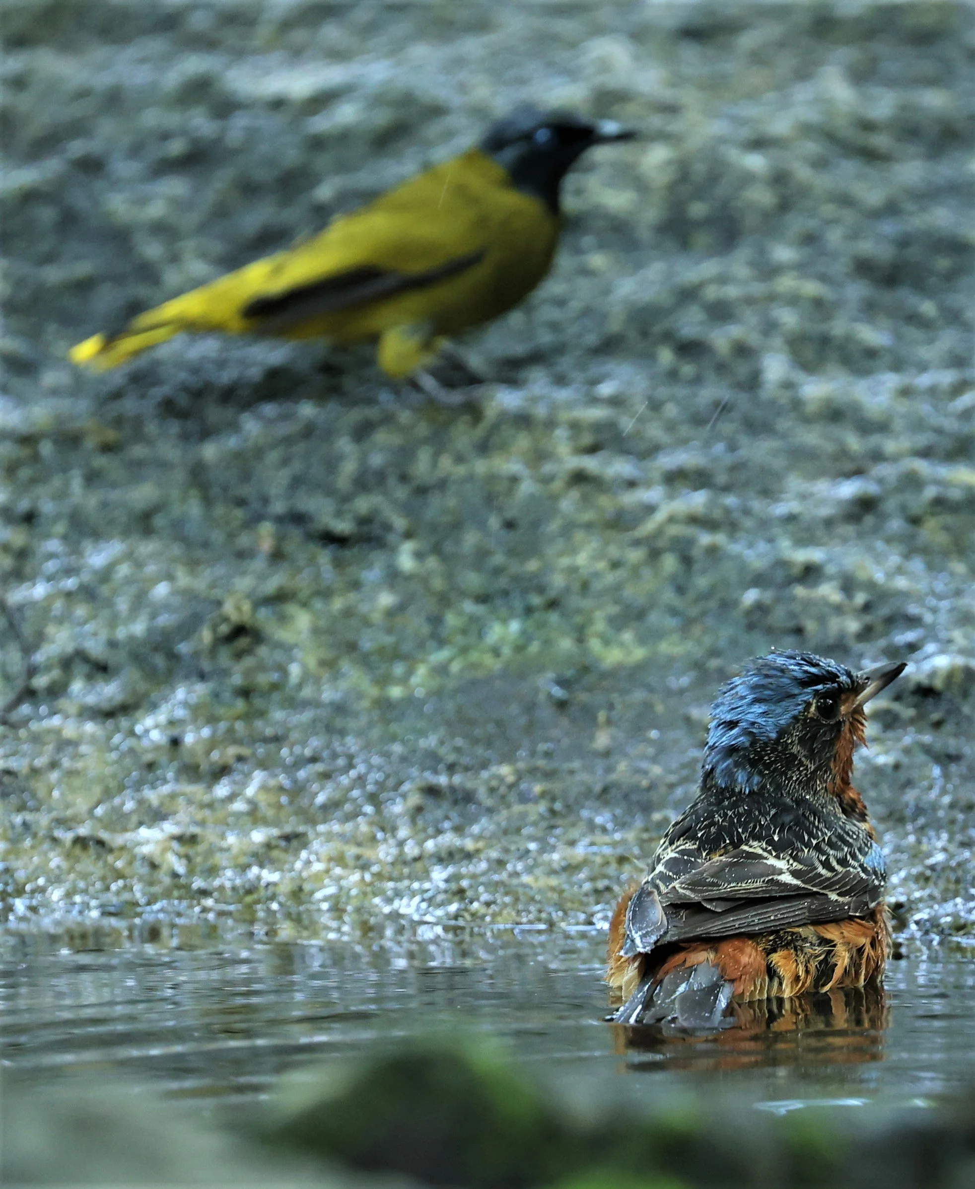 ROCK-THRUSH - WHITE-THROATED ROCK-THRUSH - Monticola gularis - WAT THAM PRATHUM CHONBURI March 2022 (87).jpg