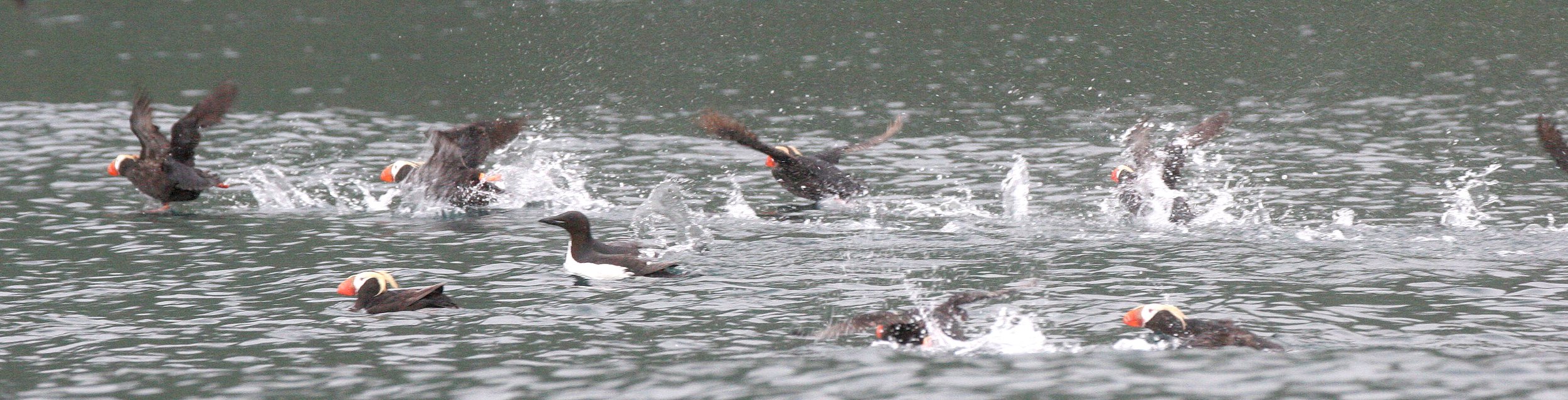 Fratercula cirrhata - TUFTED PUFFIN - KAMCHATKA COAST (1).jpg