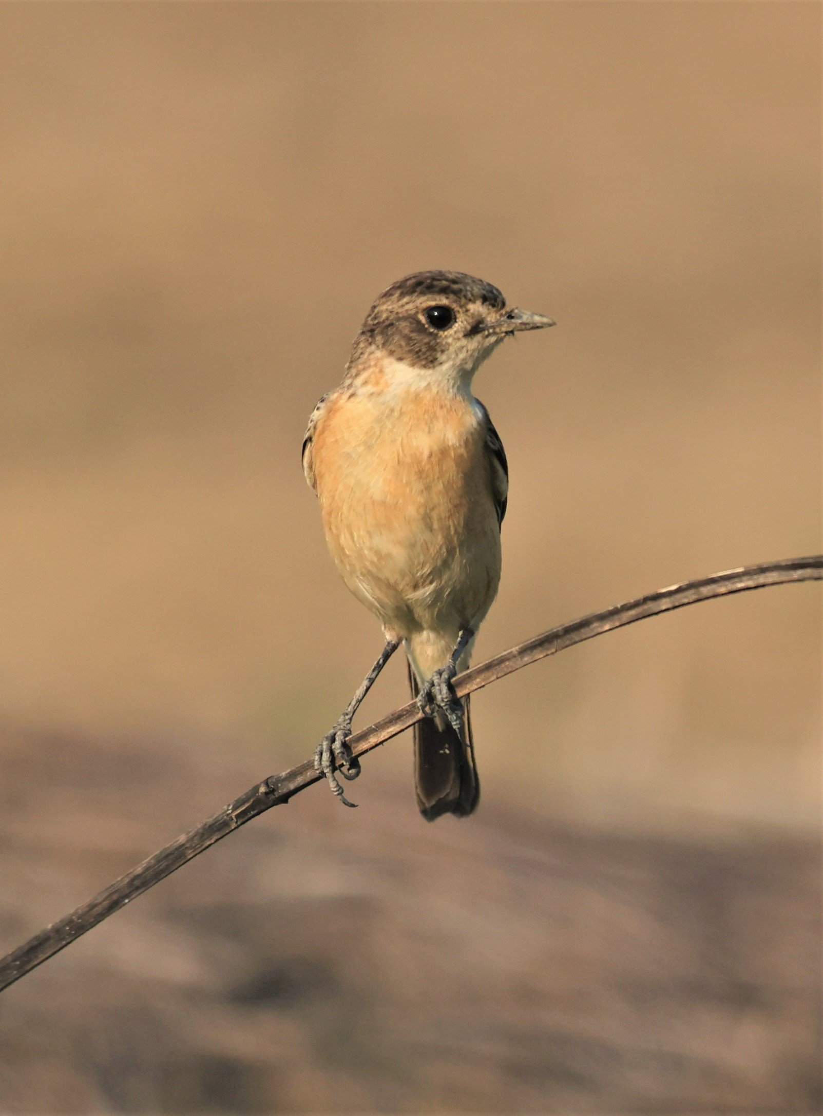 STONECHAT - AMUR (STEJNEGER'S) STONECHAT - Saxicola stejnegeri - MAE AI THA TON RICE FIELDS CHIANG MAI PROVINCE  (8).jpg