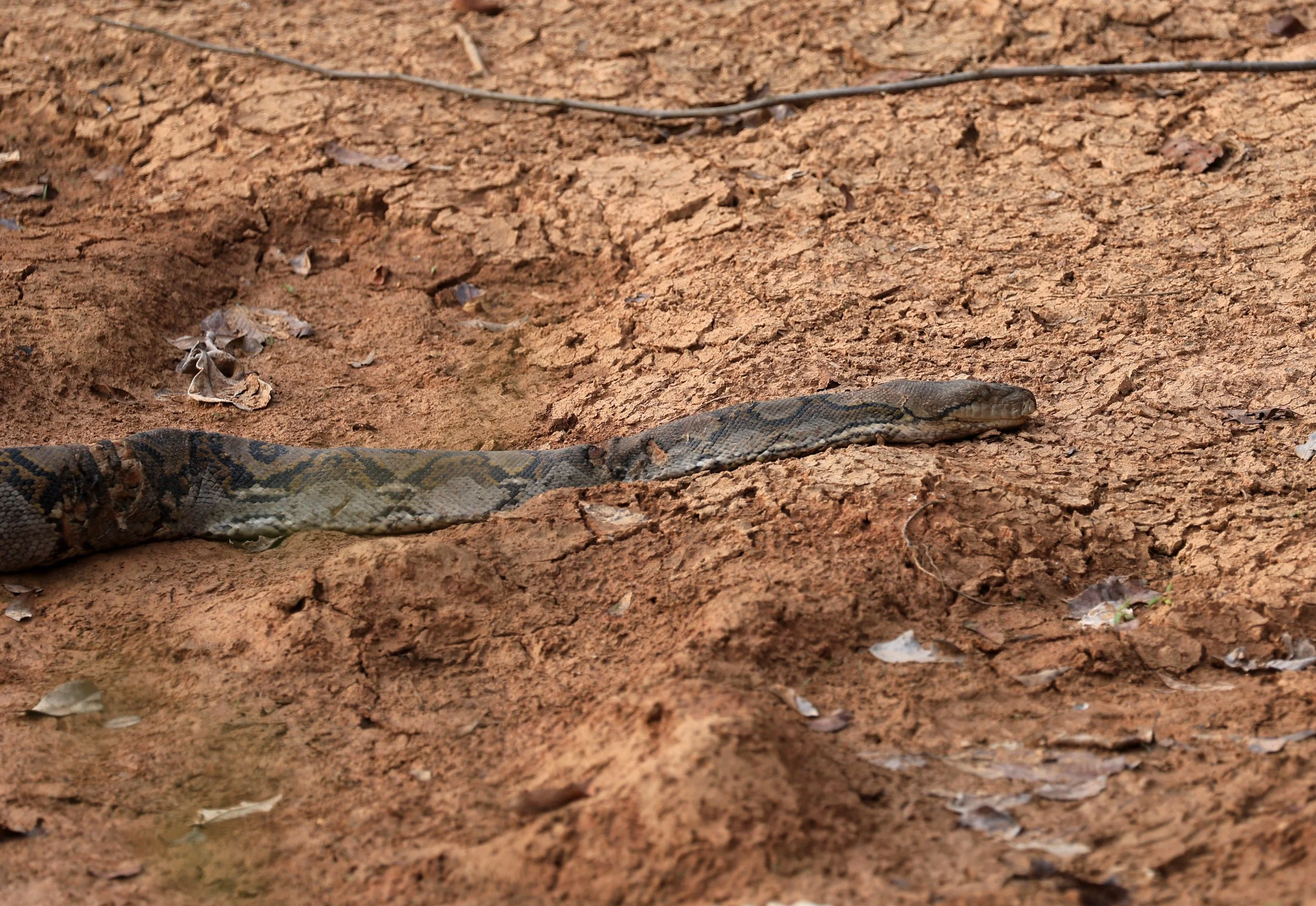 Reticulated Python (Malayopython reticulatus) Khao Yai National Park Feb 2026 Day 3 (6).jpg