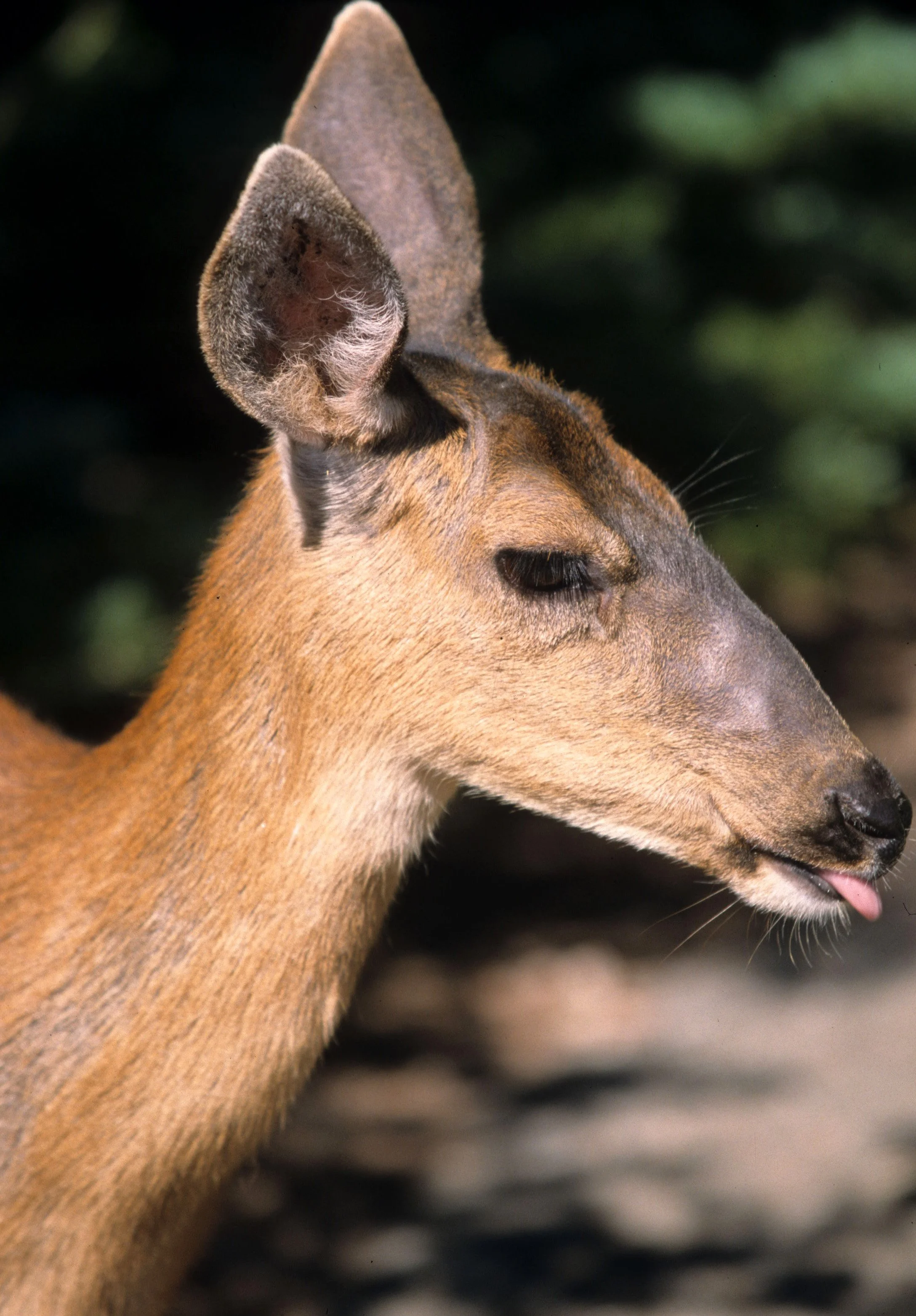 CERVID - DEER - BLACK-TAILED - COLUMBIA - RIDGE P.jpg
