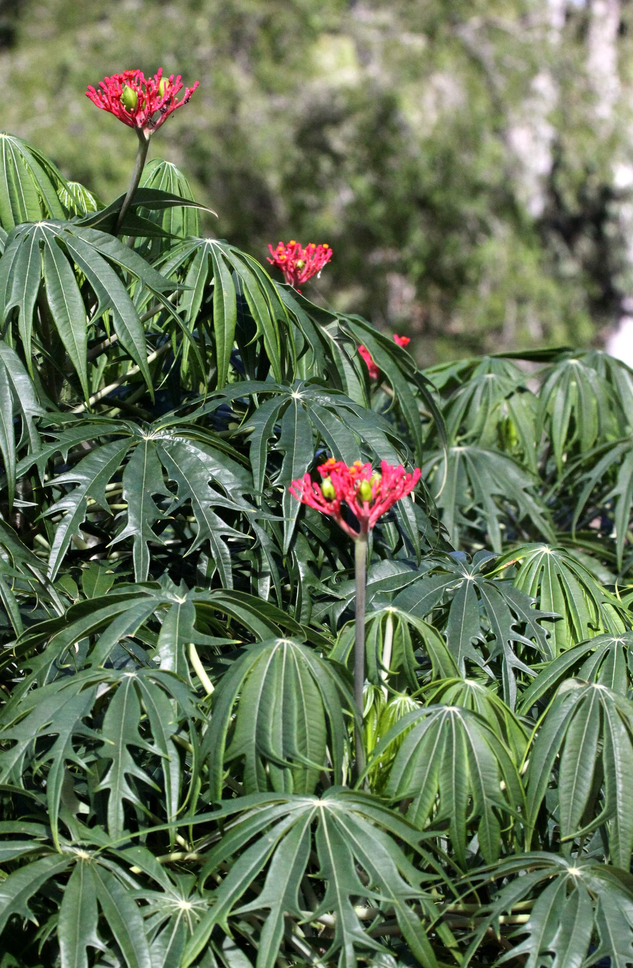 PLANT - FORT DAUPHIN MADAGASCAR.JPG