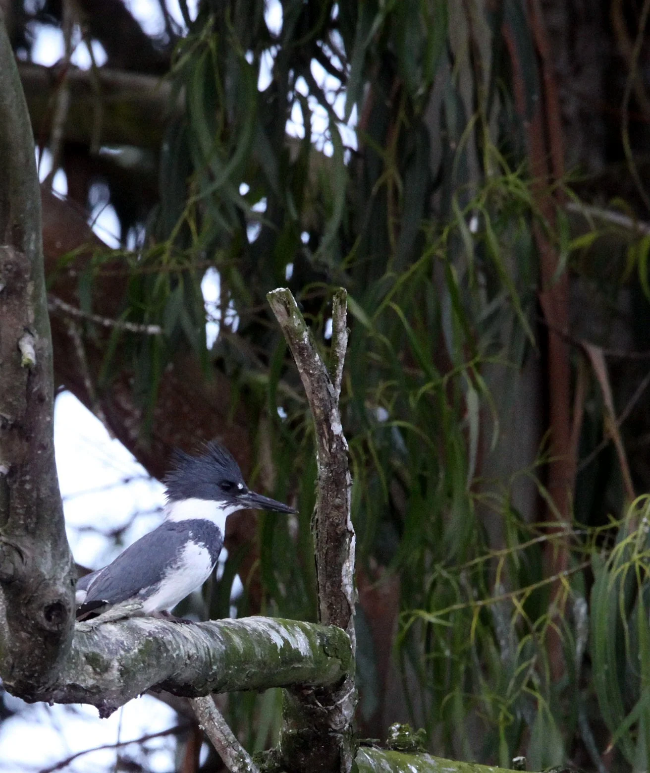 Megaceryle alcyon - BELTED KINGFISHER - ELKHORN SLOUGH CALIFORNIA (3).JPG