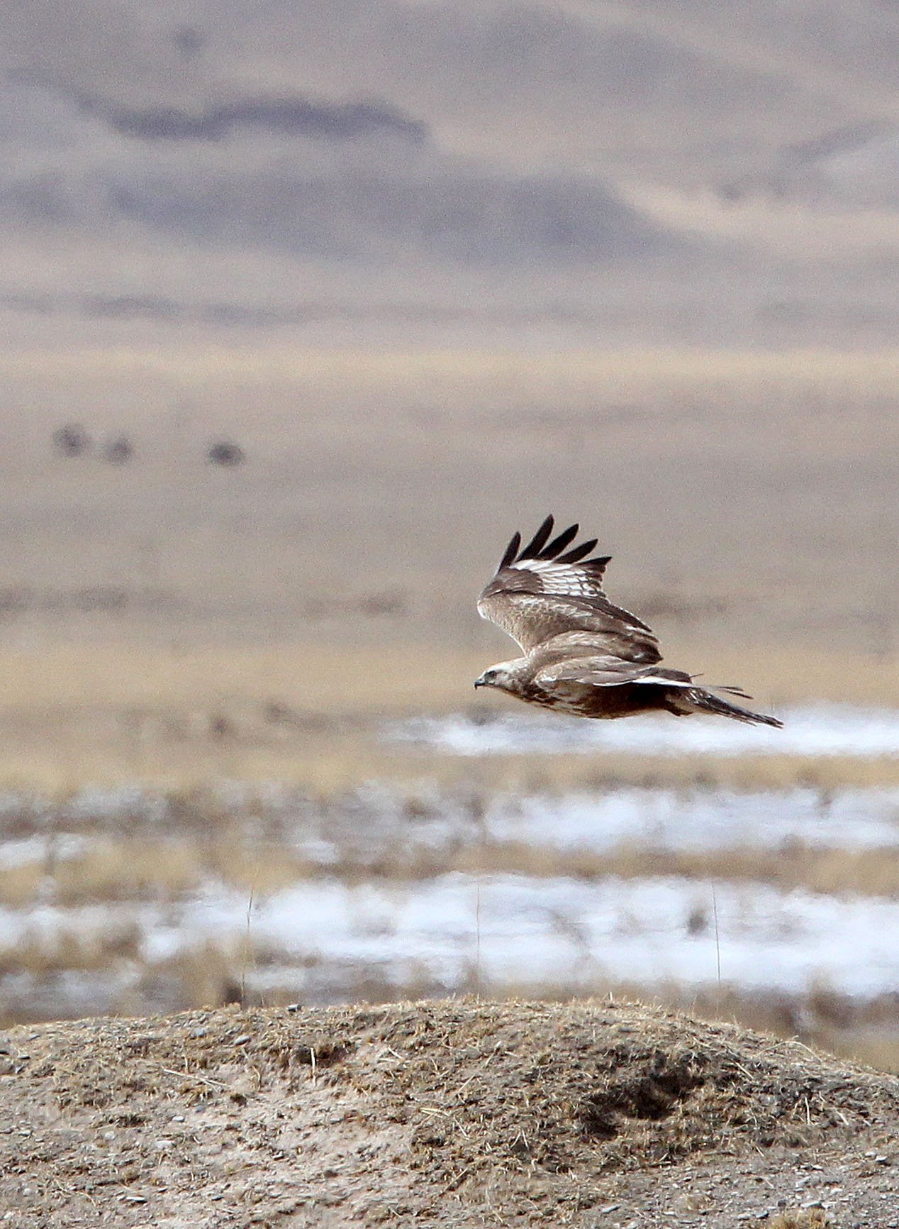 Buteo hemilasius - UPLAND BUZZARD - QINGHAI LAKE CHINA 2 (2).jpg