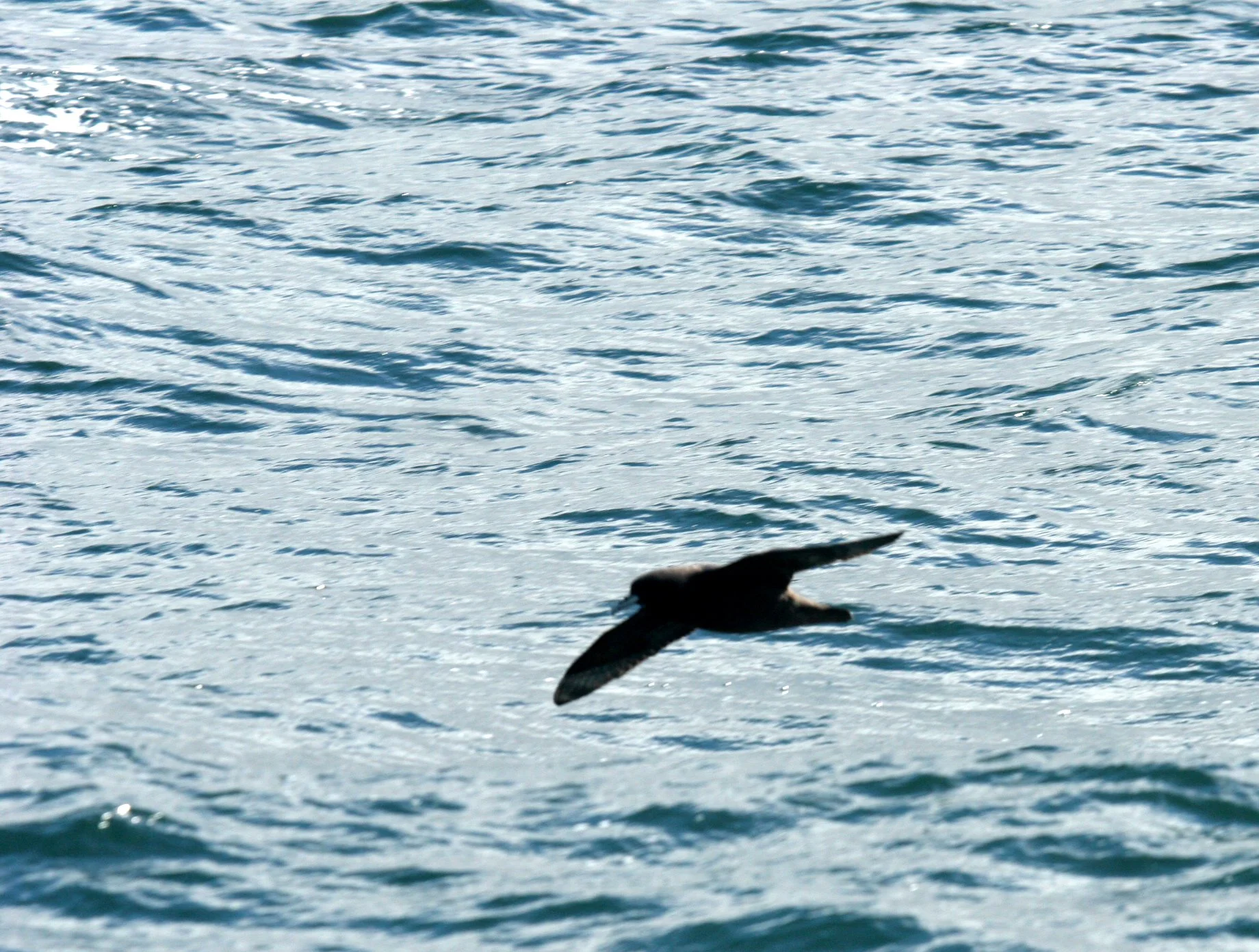Sooty Shearwater (Ardenna grisea) Plettenberg South Africa