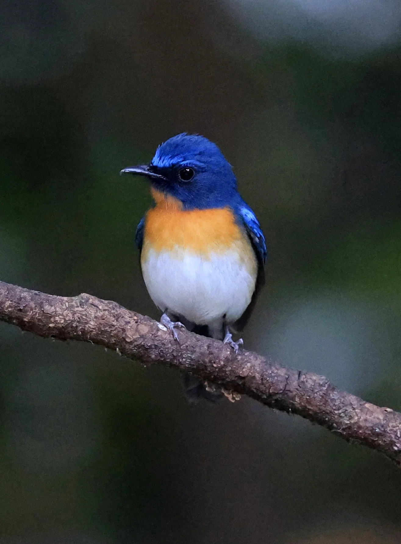 Indochinese Blue Flycatcher (Cyornis sumatrensis) Kaeng Krachan National Park ESS Expedition 2026 (12).jpg