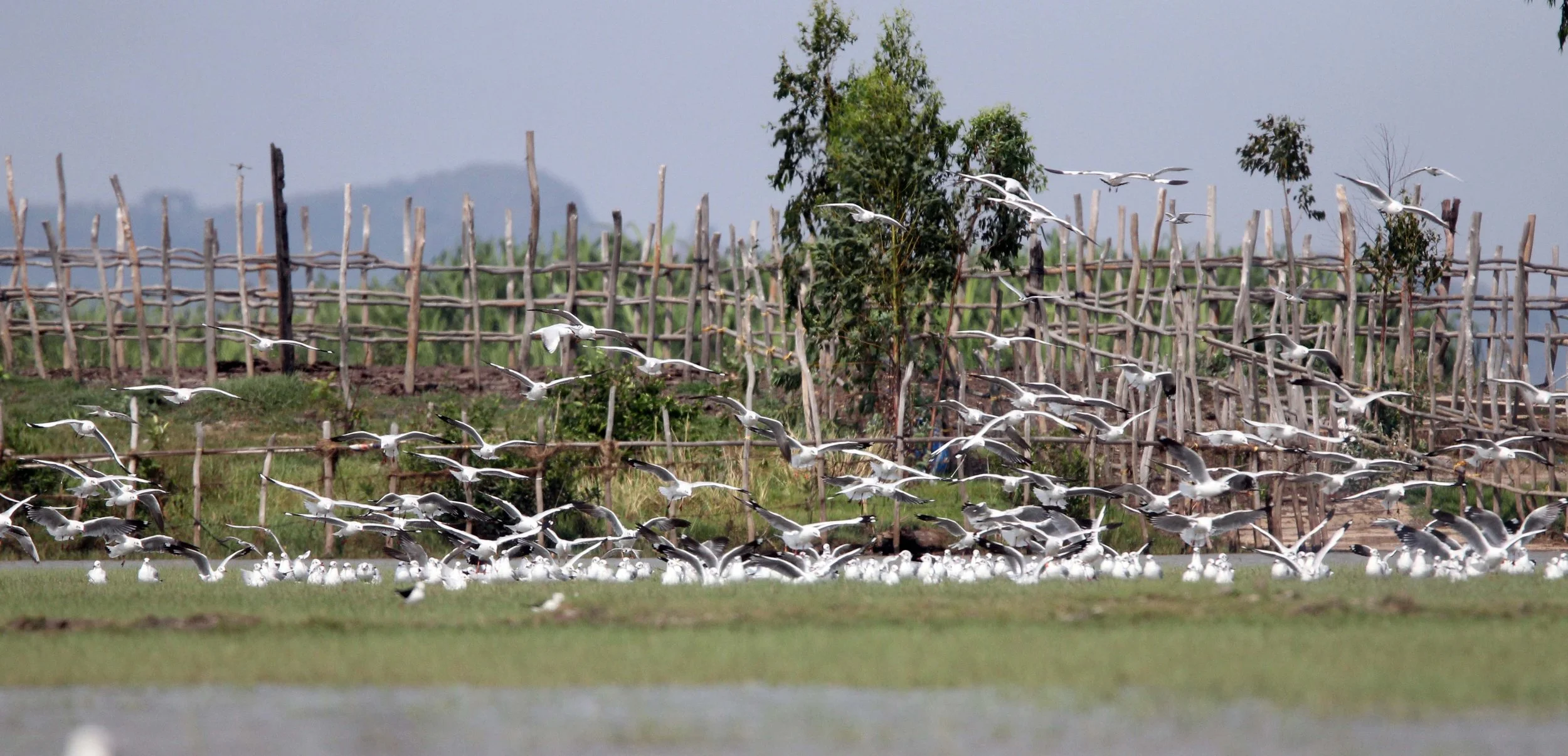 TERN - WHISKERED TERN - Chlidonias hybridus - THALE NOI WATERBIRD PARK - PHATTHALUNG 6 (4).JPG
