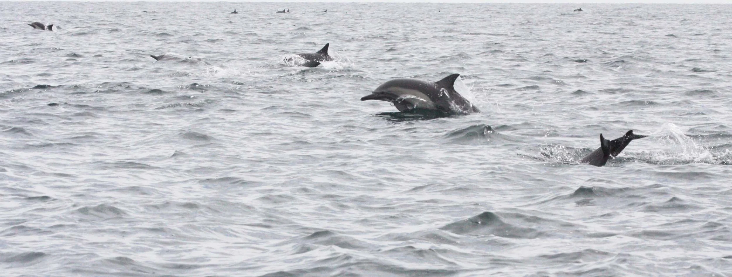 CETACEAN - DOLPHIN - COMMON DOLPHIN - LONG-BEAKED COMMON DOLPHIN - DELPHINUS CAPENSIS - WITH SPINNER DOLPHINS  - STENELLA LONGIVOSTRIS - BAHIA DE LORETO BAJA MEXICO (3).JPG