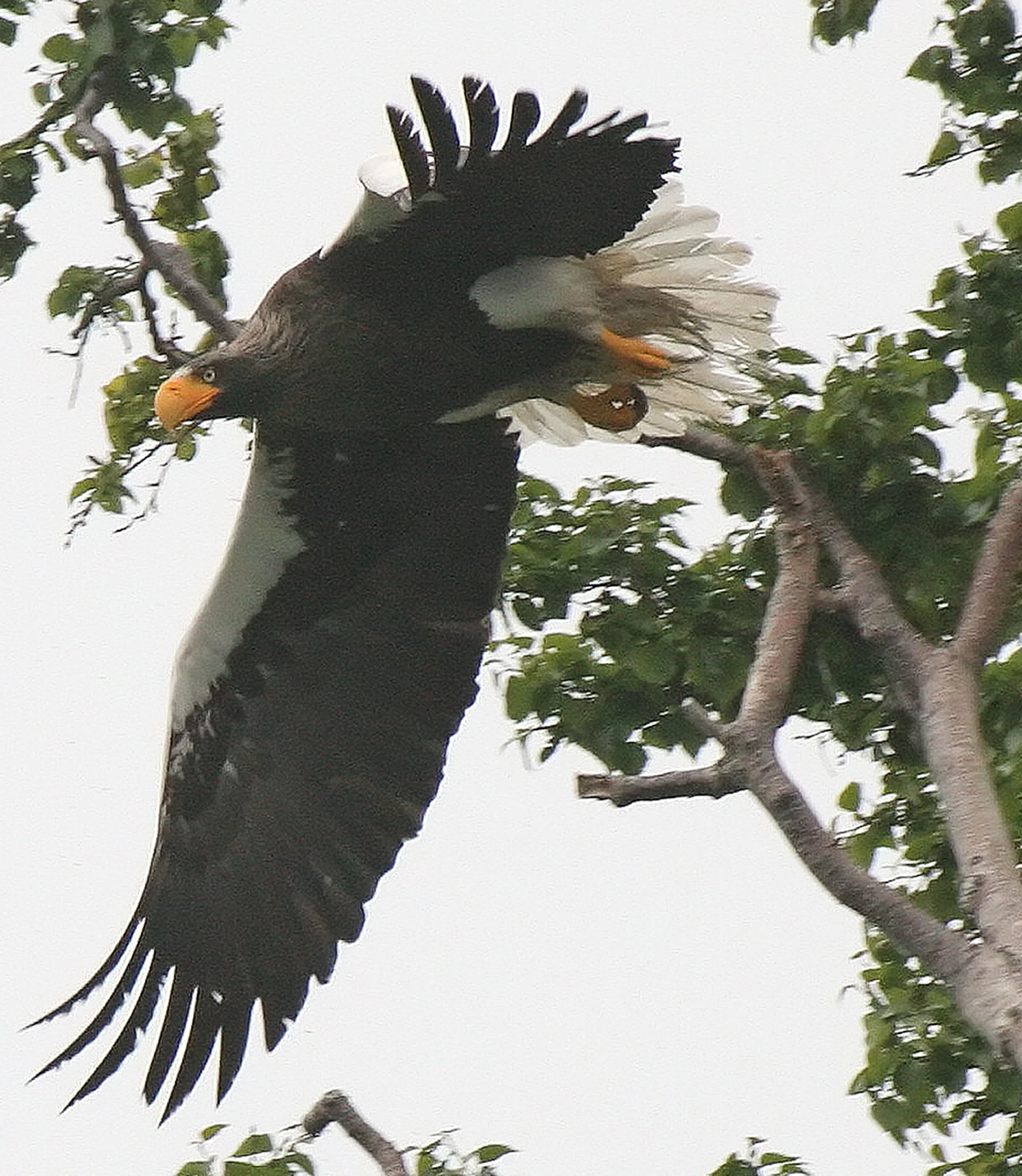 BIRD - EAGLE - STELLERS SEA EAGLE - KAMCHATKA RUSSIA.jpg