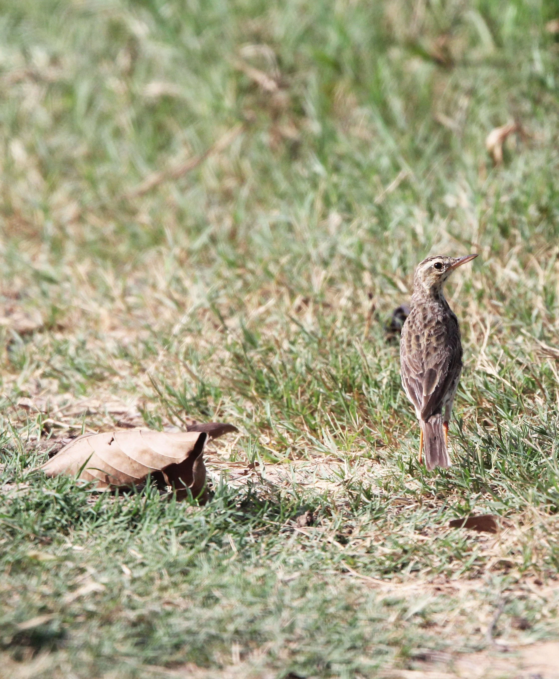 Paddyfield Pipit (Anthus rufulus) NAKHON SI THAMMARAT Thailand (5).JPG