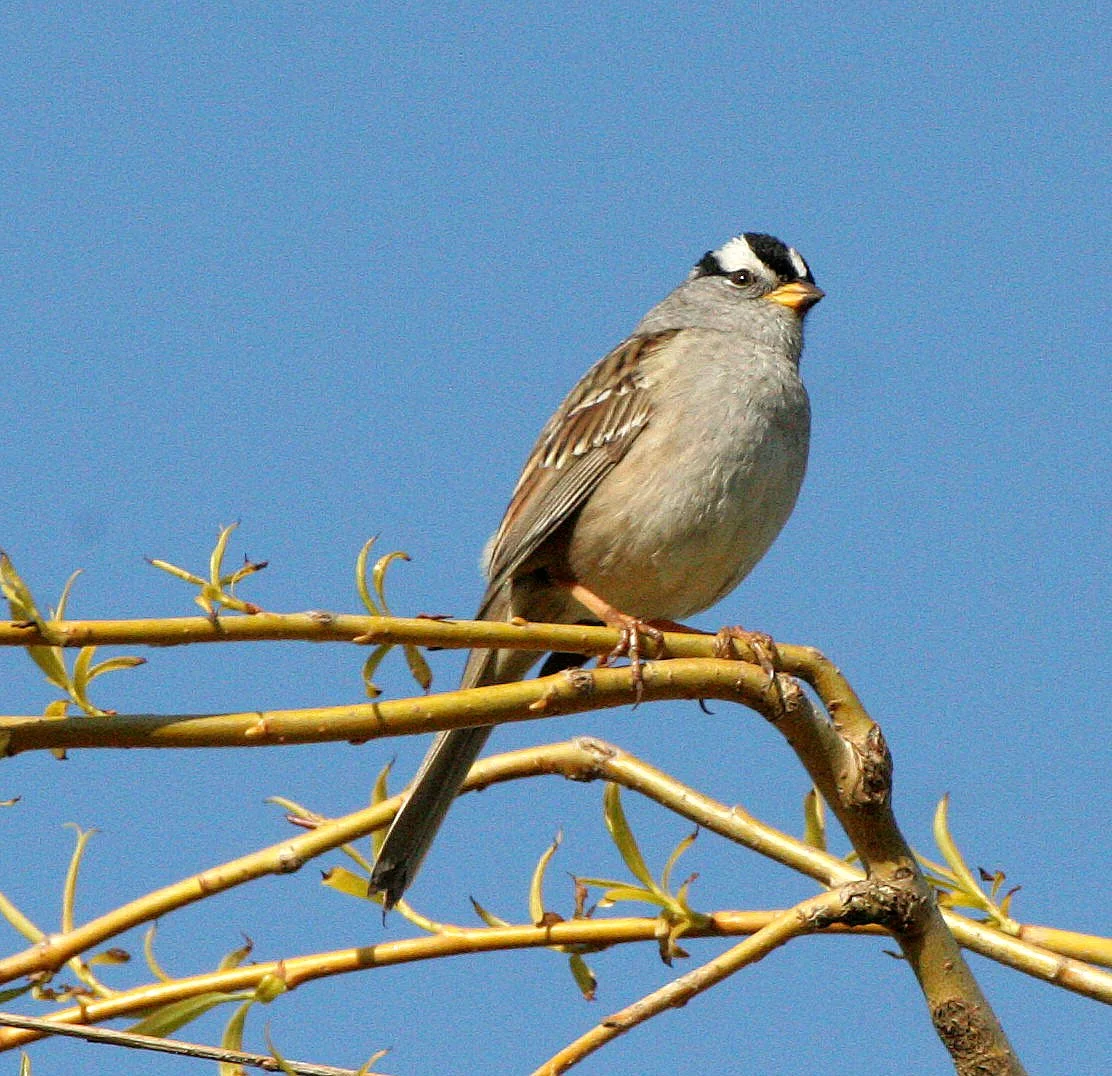 White-crowned Sparrow (Zonotrichia leucophrys) Lake Farm Woods Olympic Peninsula Washington (4).JPG