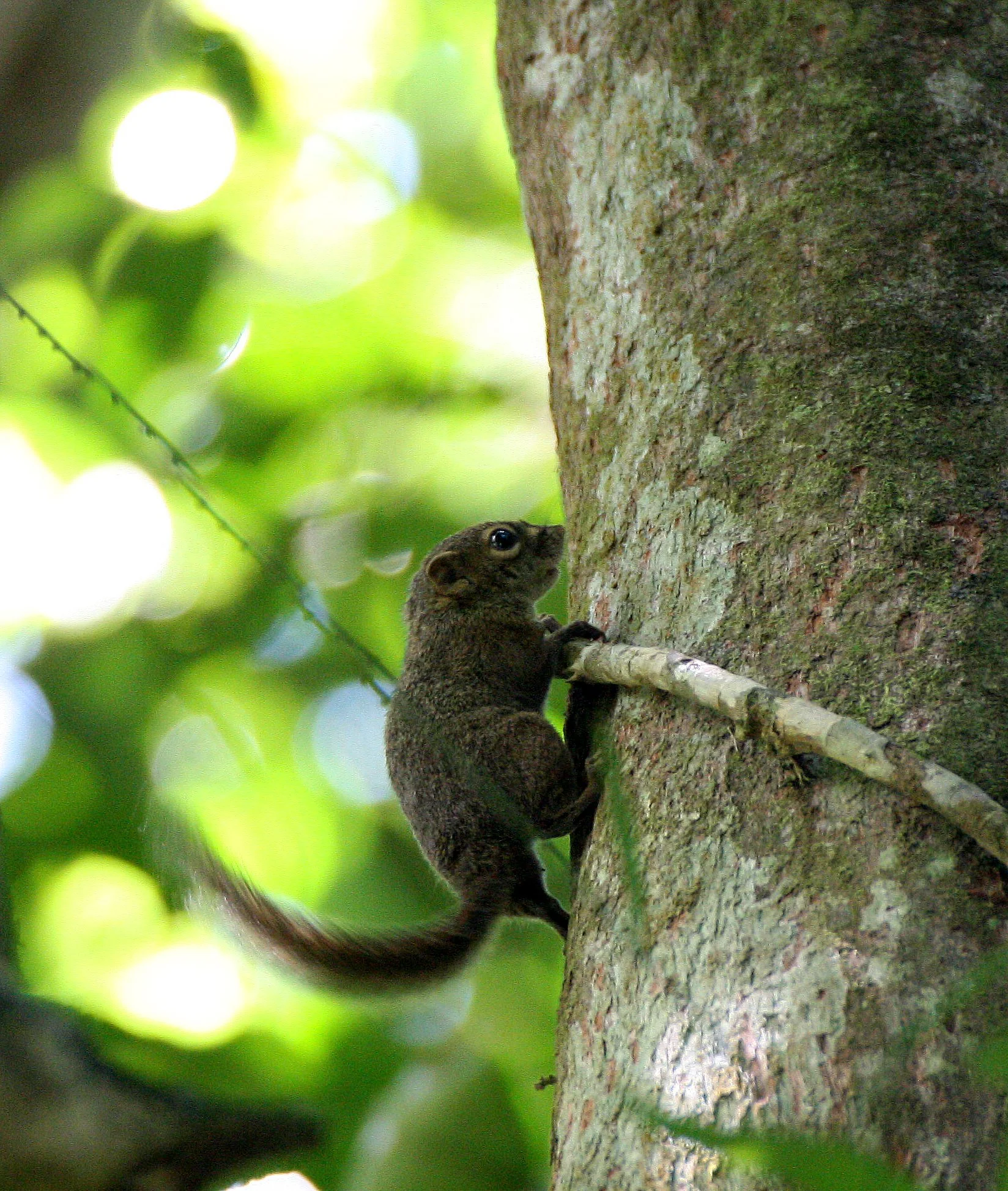 Sundasciurus lowii - LOW'S SQUIRREL - KRUNG CHIN THALE MOG VIEW POINT (62).JPG