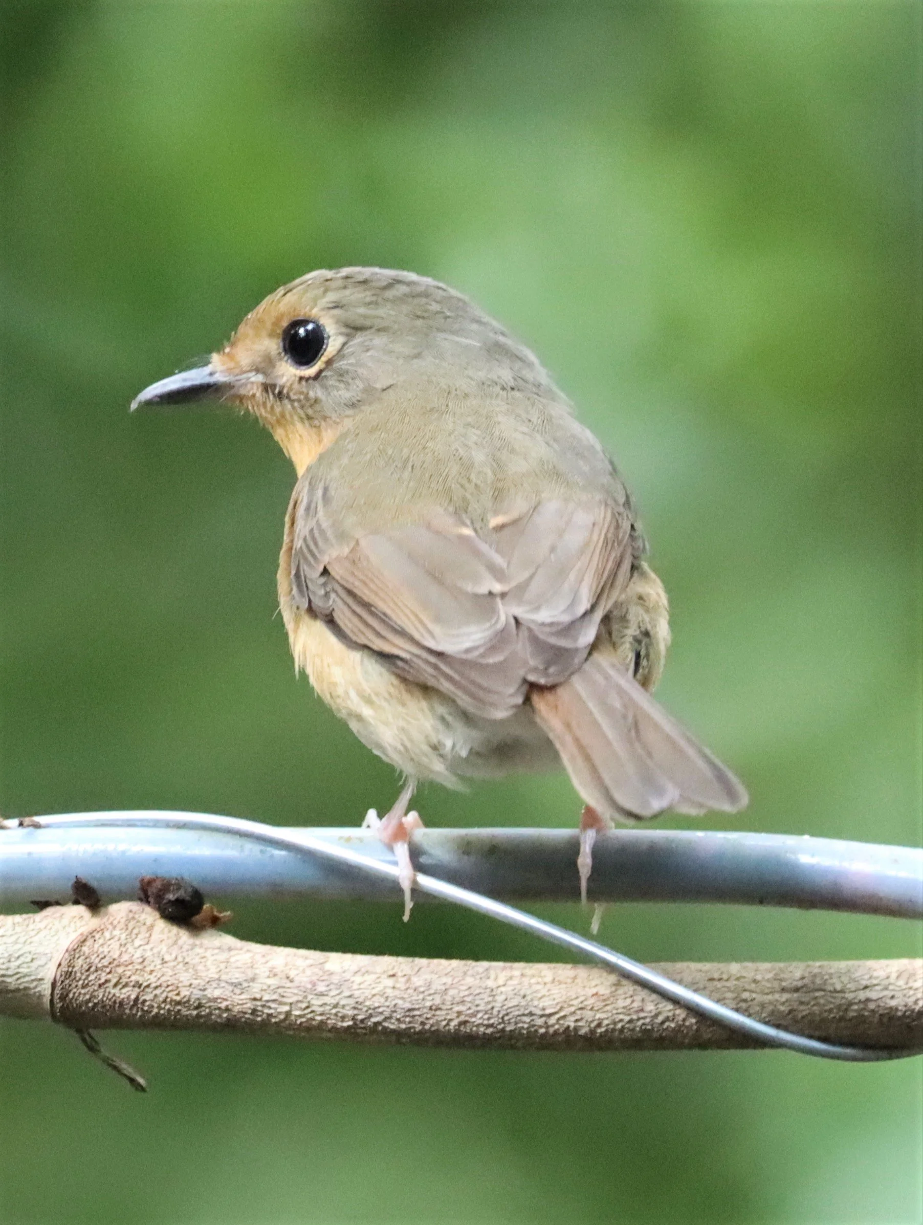 FLYCATCHER - LARGE BLUE FLYCATCHER - Cyornis magnirostris - WAT THAM PRATHUN CHONBURI (49).jpg