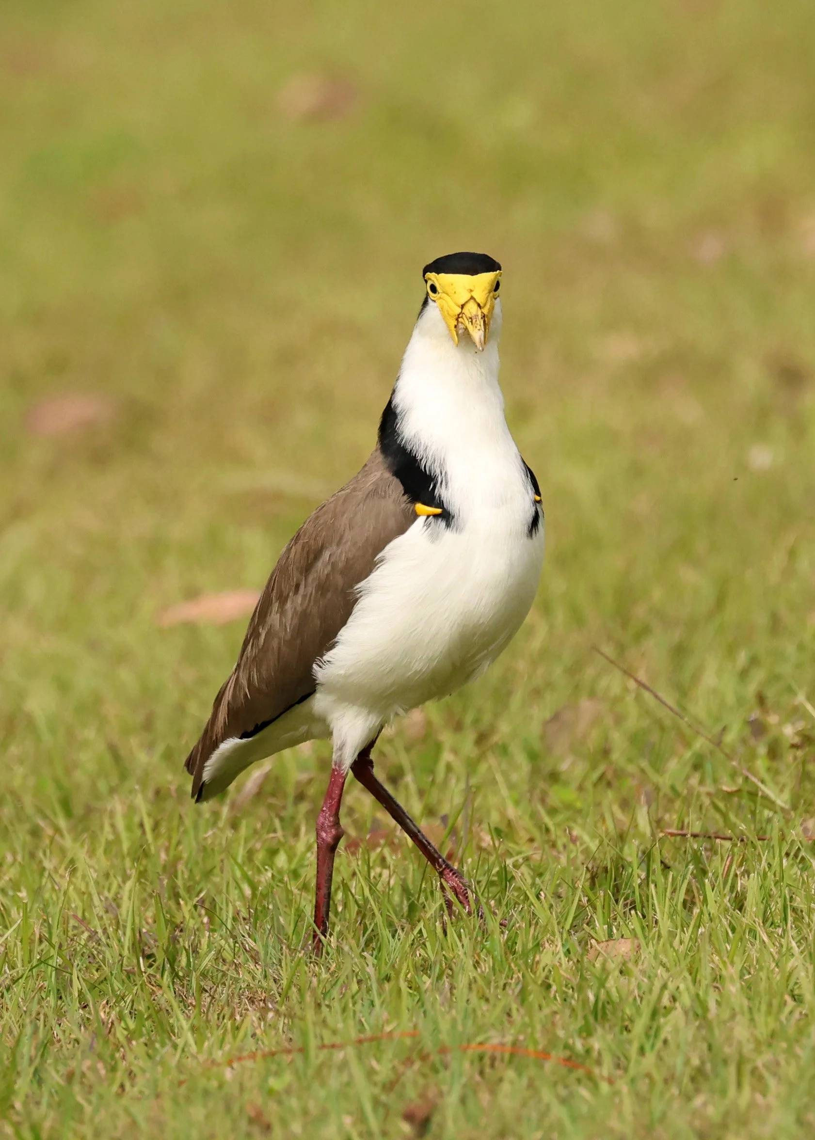 Masked Lapwing (Vanellus miles) Canungra near Lamington NP - Queensland (35).jpg