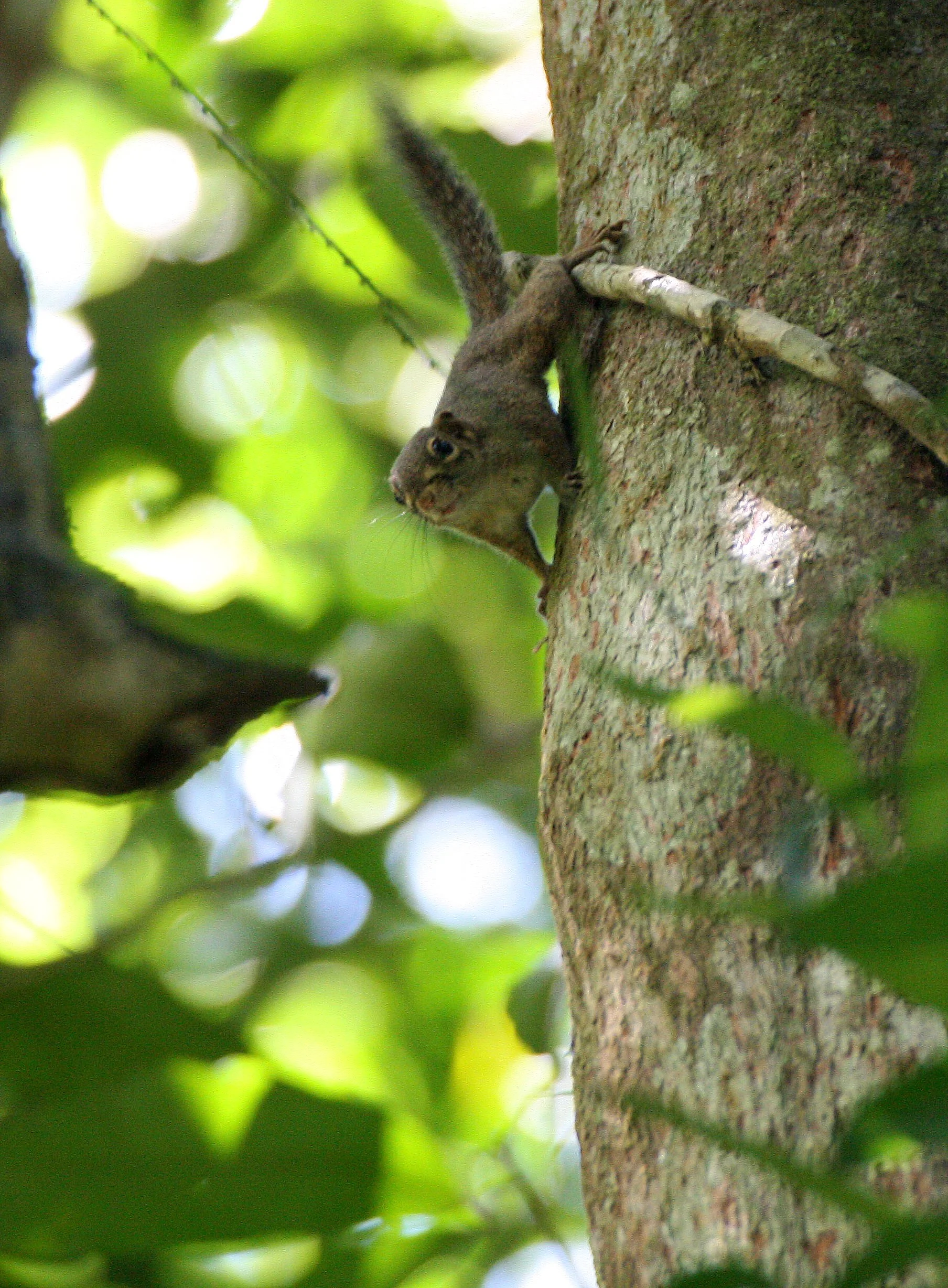 Sundasciurus lowii - LOW'S SQUIRREL - KRUNG CHIN THALE MOG VIEW POINT (35).JPG