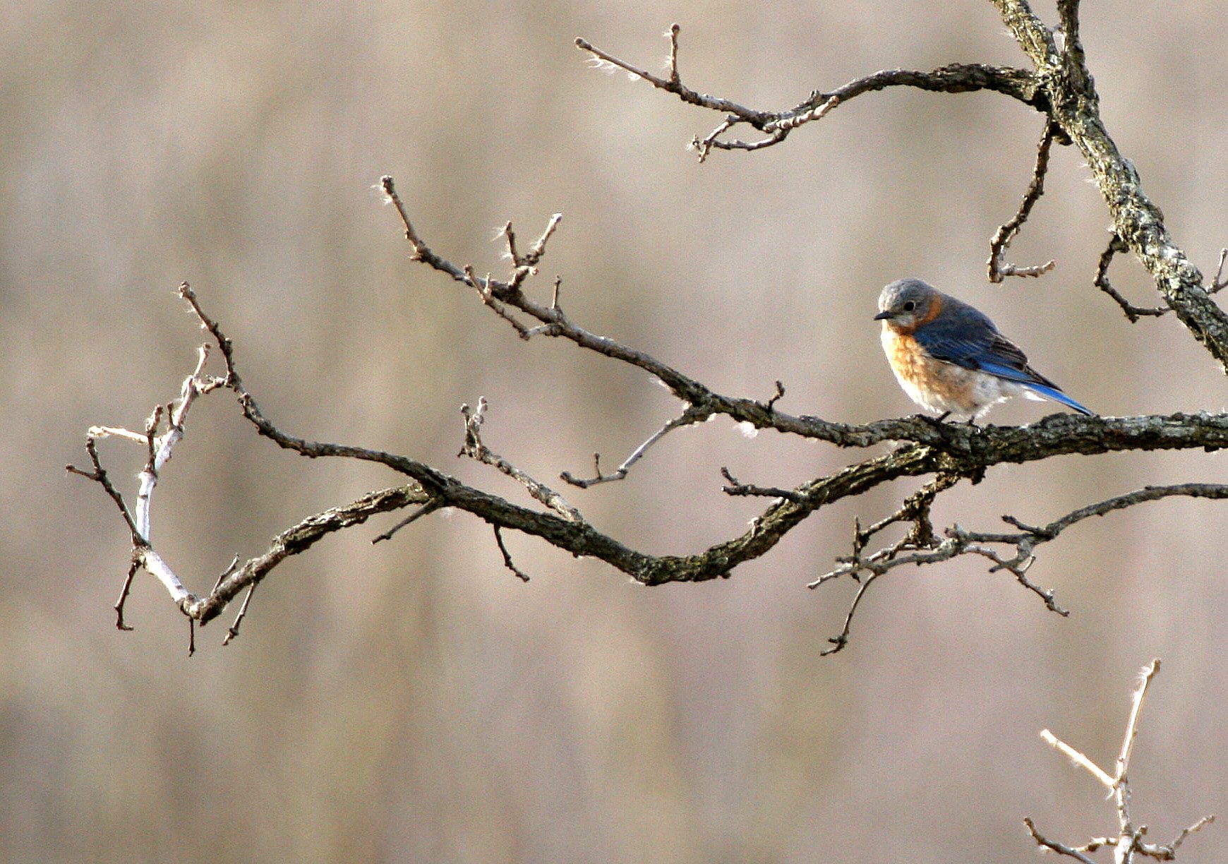 Eastern Bluebird (Sialia sialis) Lincoln Marsh Wheaton Illinois (35).JPG