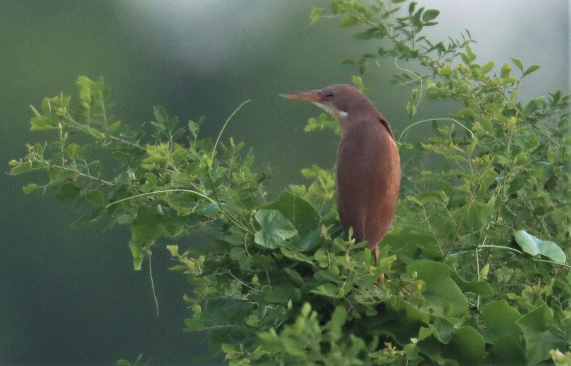 BITTERN - CINNAMON BITTERN (CHESTNUT BITTERN) - Ixobrychus cinnamomeus - PATHUM THANI RICE RESEARCH CENTER (30).jpg