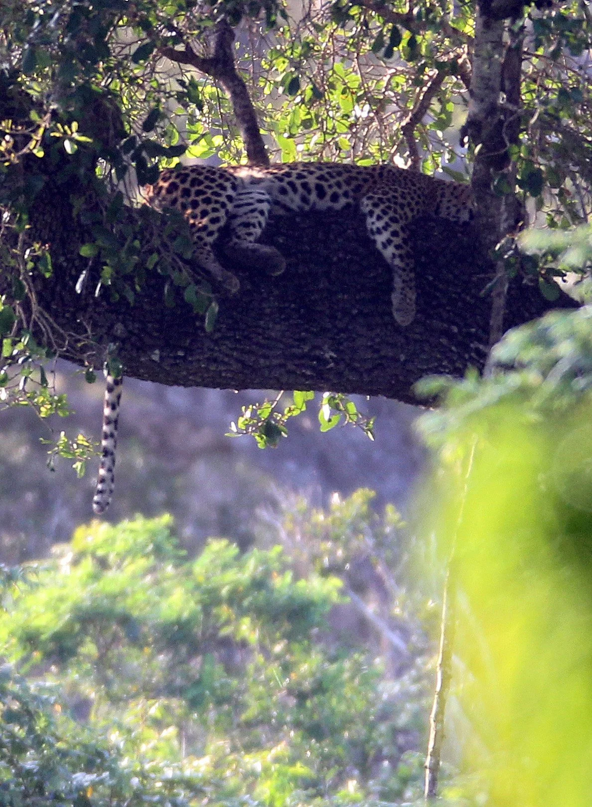 Panthera pardus kotiya - SRI LANKAN LEOPARD - YALA NATIONAL PARK SRI LANKA (23).JPG