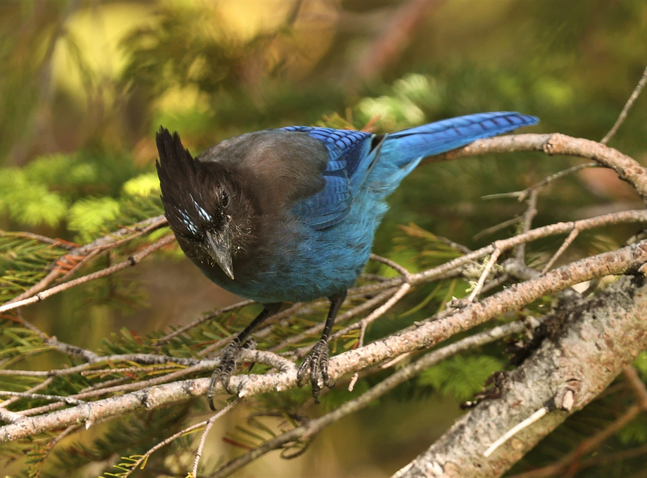 Cyanocitta stelleri - STELLER'S JAY - MOUNT RAINIER NATIONAL PARK WASHINGTON (6).jpg
