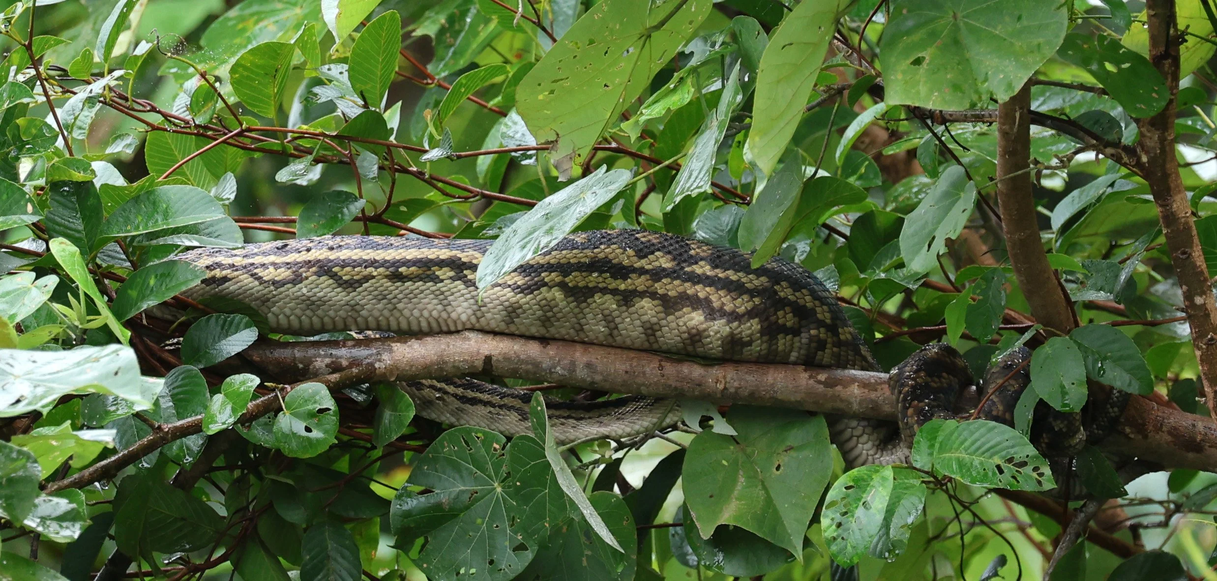 Amethystine or Australian Scrub Python (Simalia kinghorni) Daintree River - Queensland