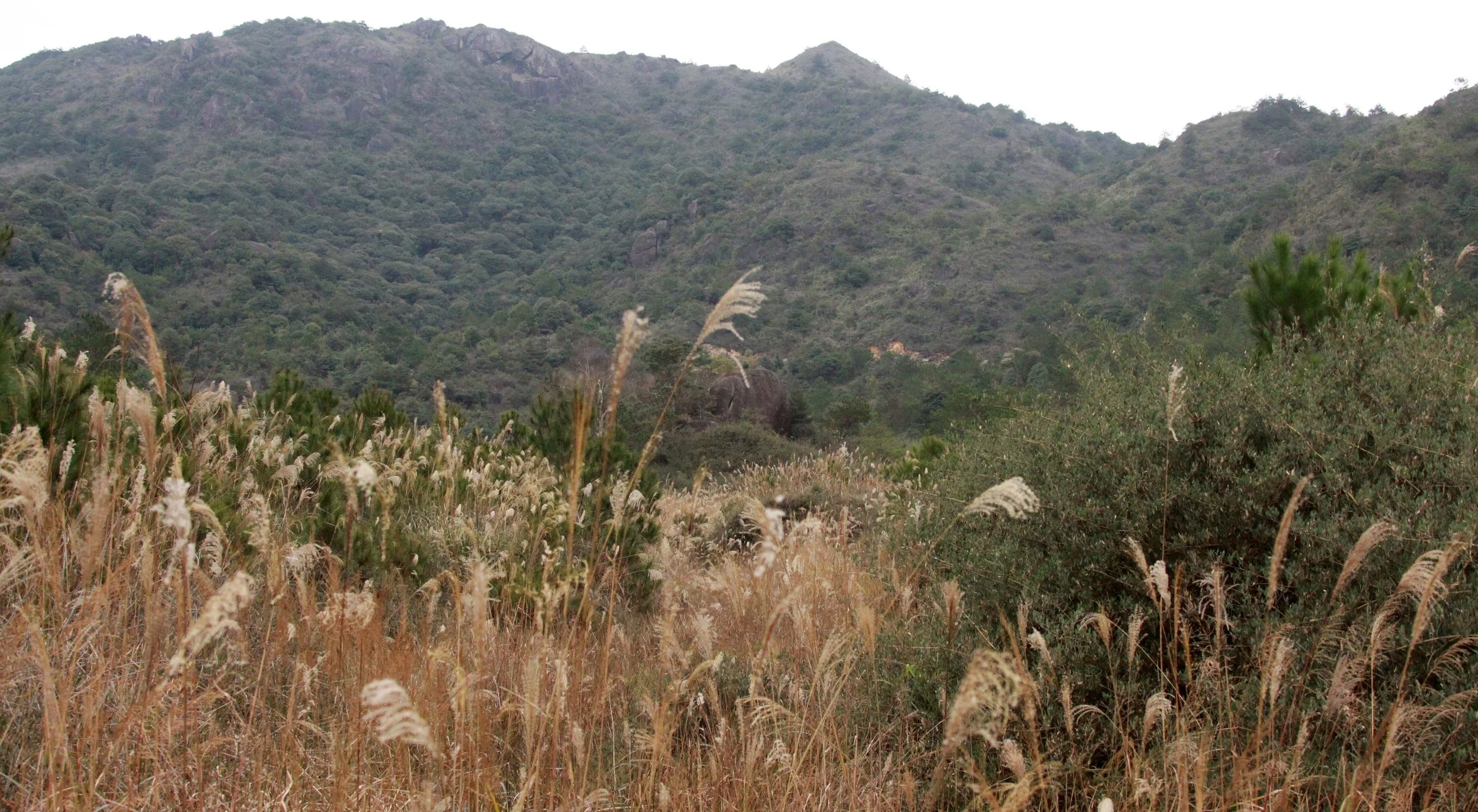 MEIHUASHAN - FUJIAN CHINA (28).JPG