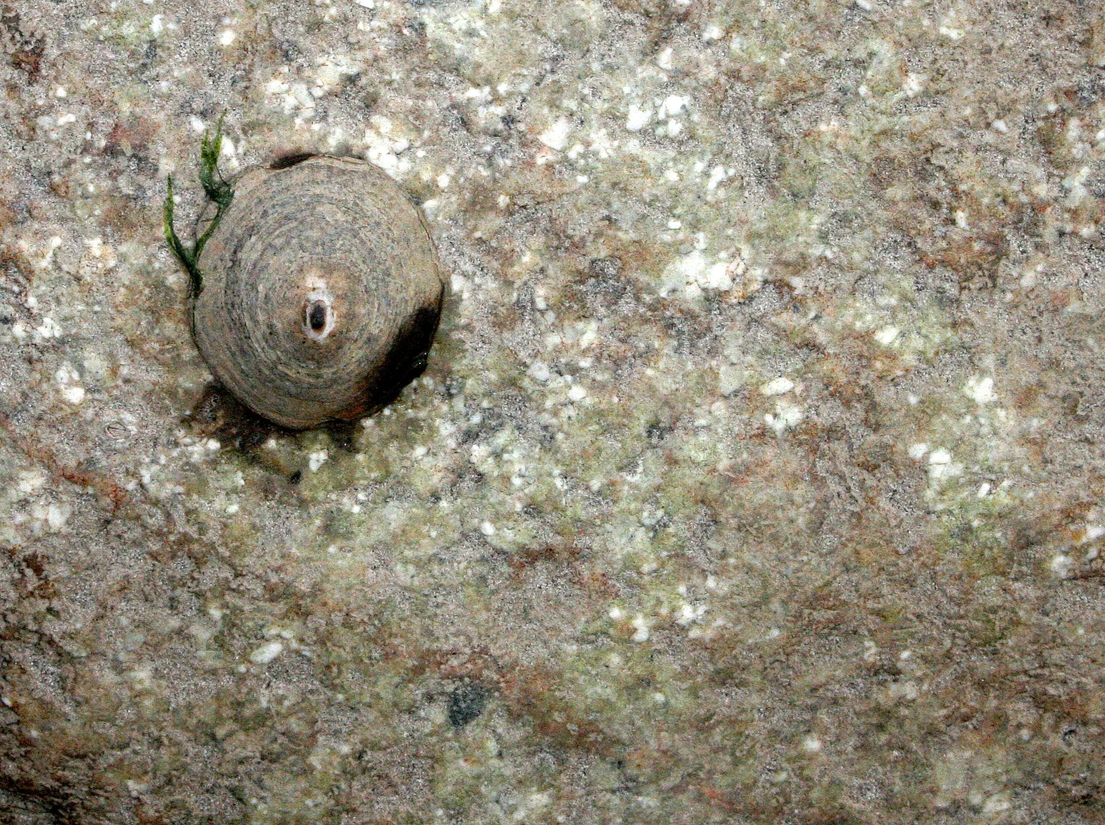 INVERTS - INTERTIDAL - MOLLUSCA - LIMPET - KEYHOLE LIMPET - LAKE FARM TIDAL POOLS (2).JPG