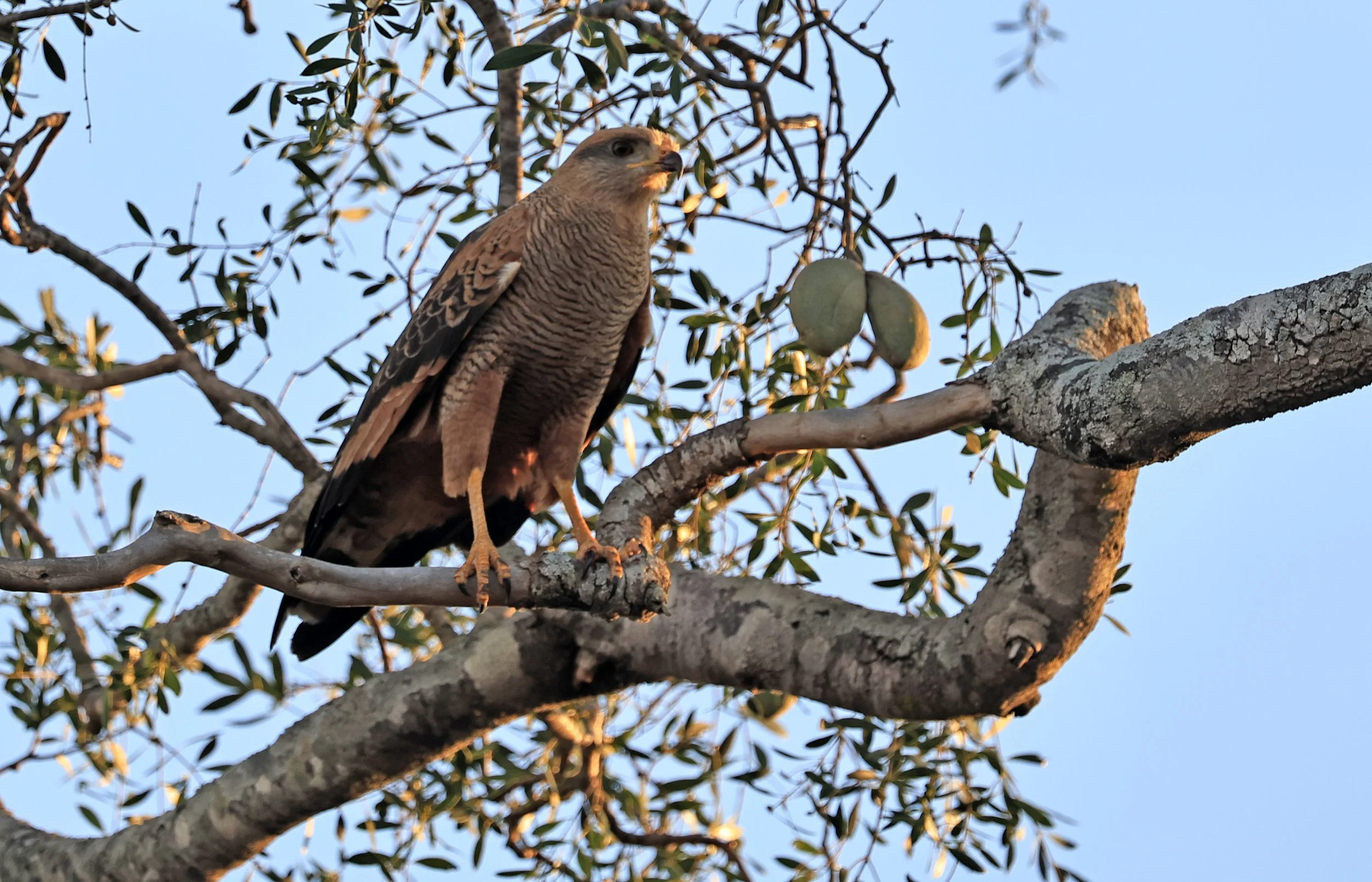 Savanna Hawk (Buteogallus meridionalis) Agua Dulce Paraguay (6).jpg
