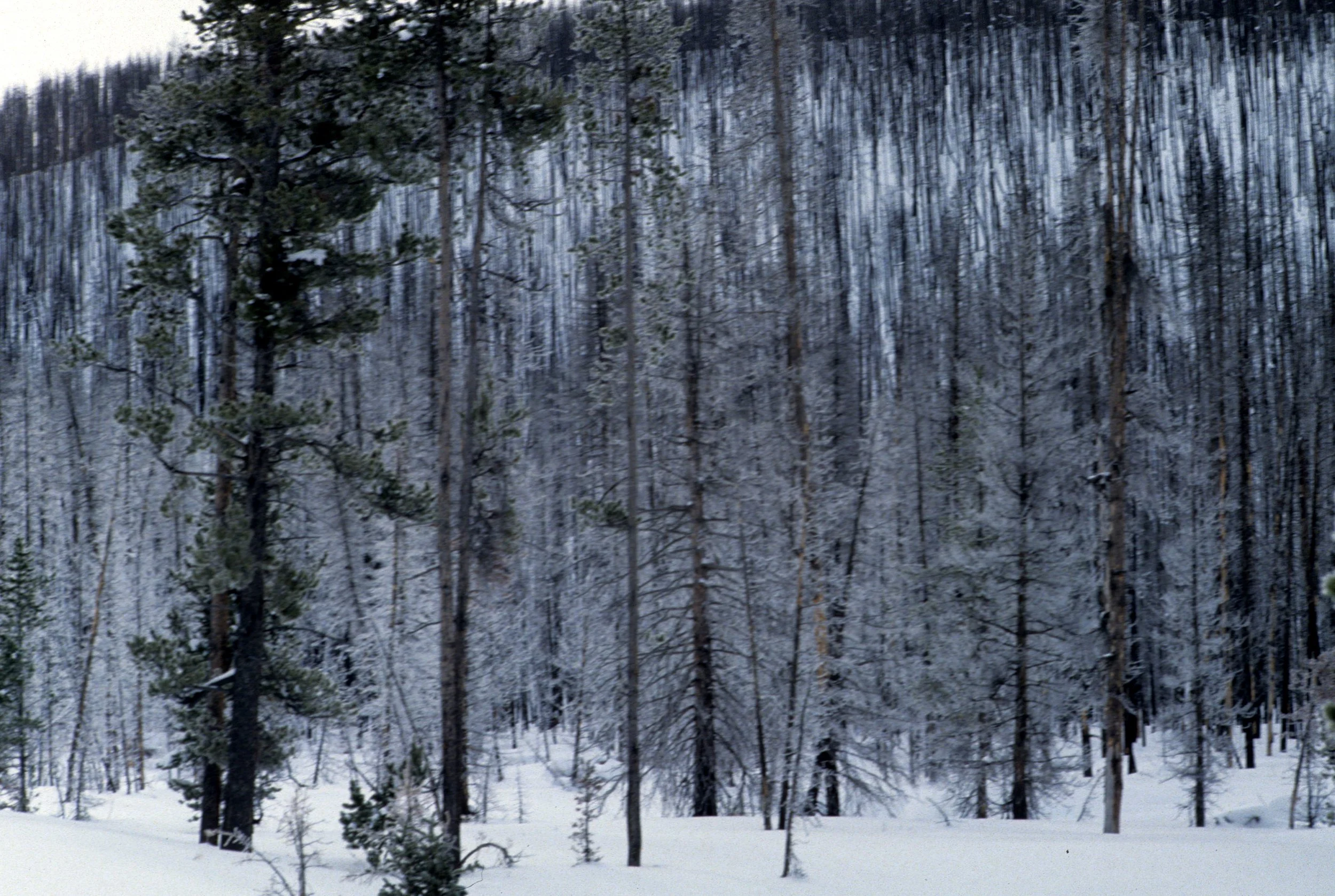 YELLOWSTONE IN WINTER - FIRE SCARS.jpg