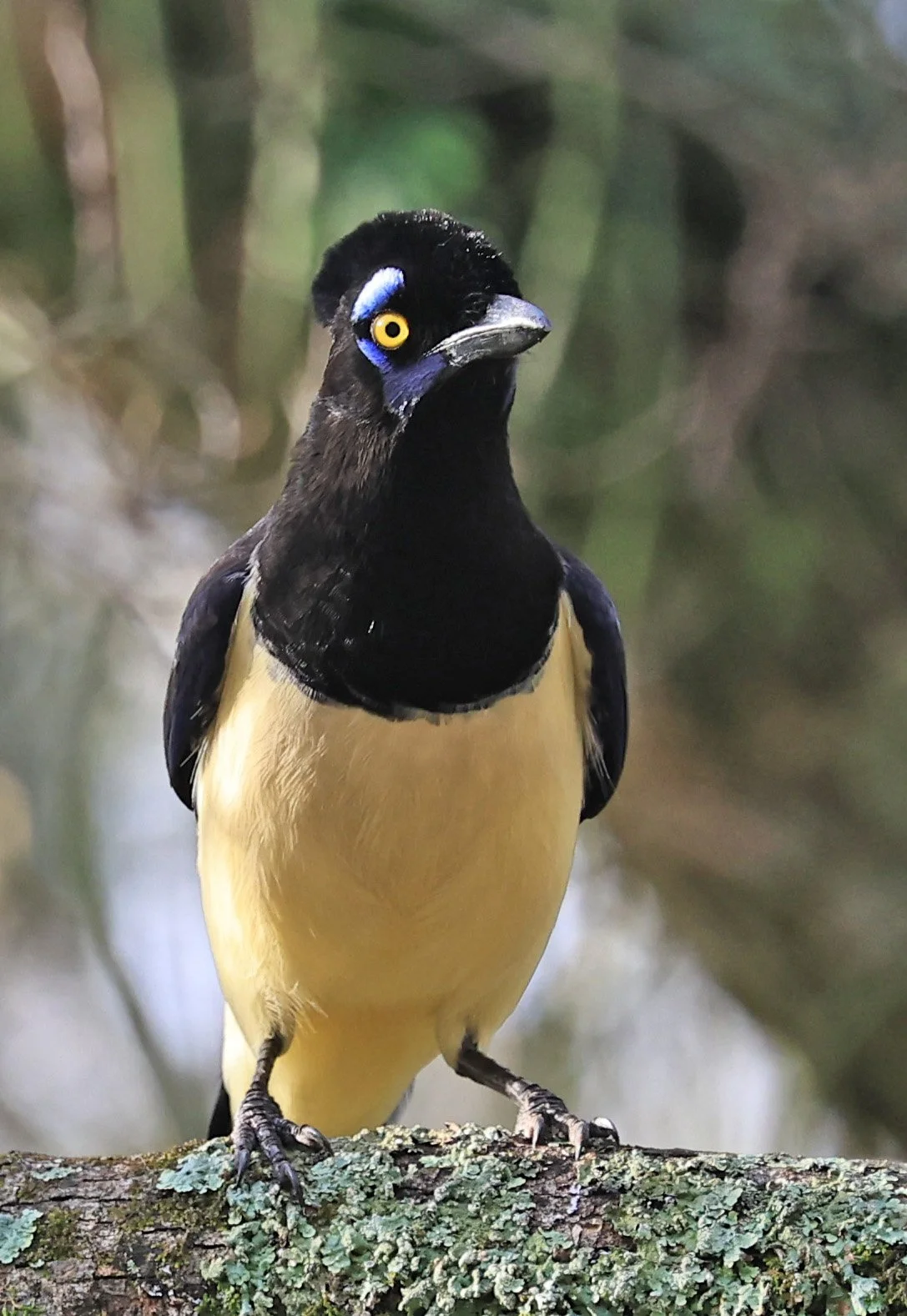 Plush-crested Jay (Cyanocorax chrysops) El Palmar National Park, Entre Rios, Argentina (36).jpg