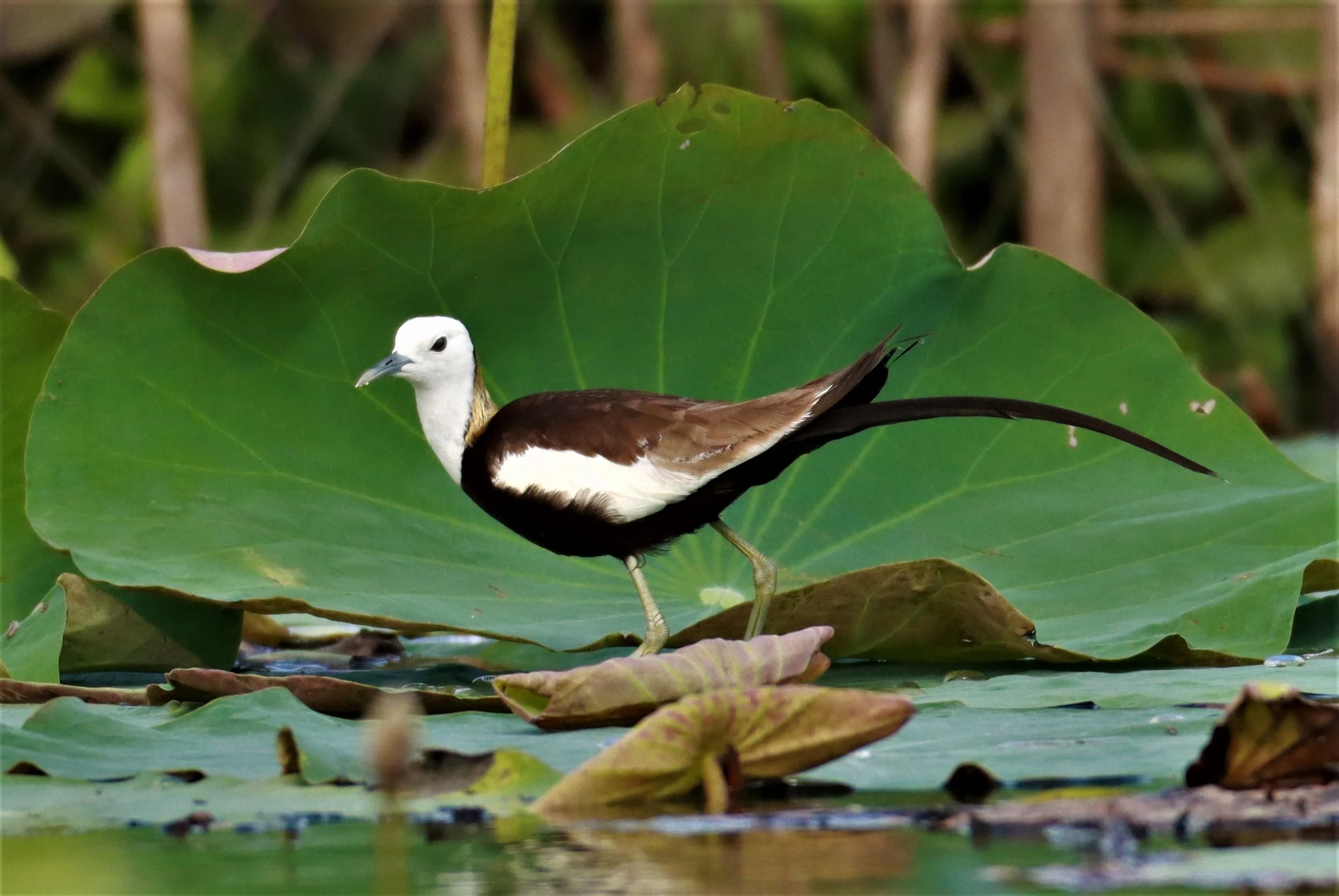 JACANA - PHEASANT-TAILED JACANA - Hydrophasianus chirurgus - BUENG BORAPHET NAKHON SAWAN AUGUST 2021 (15).jpg