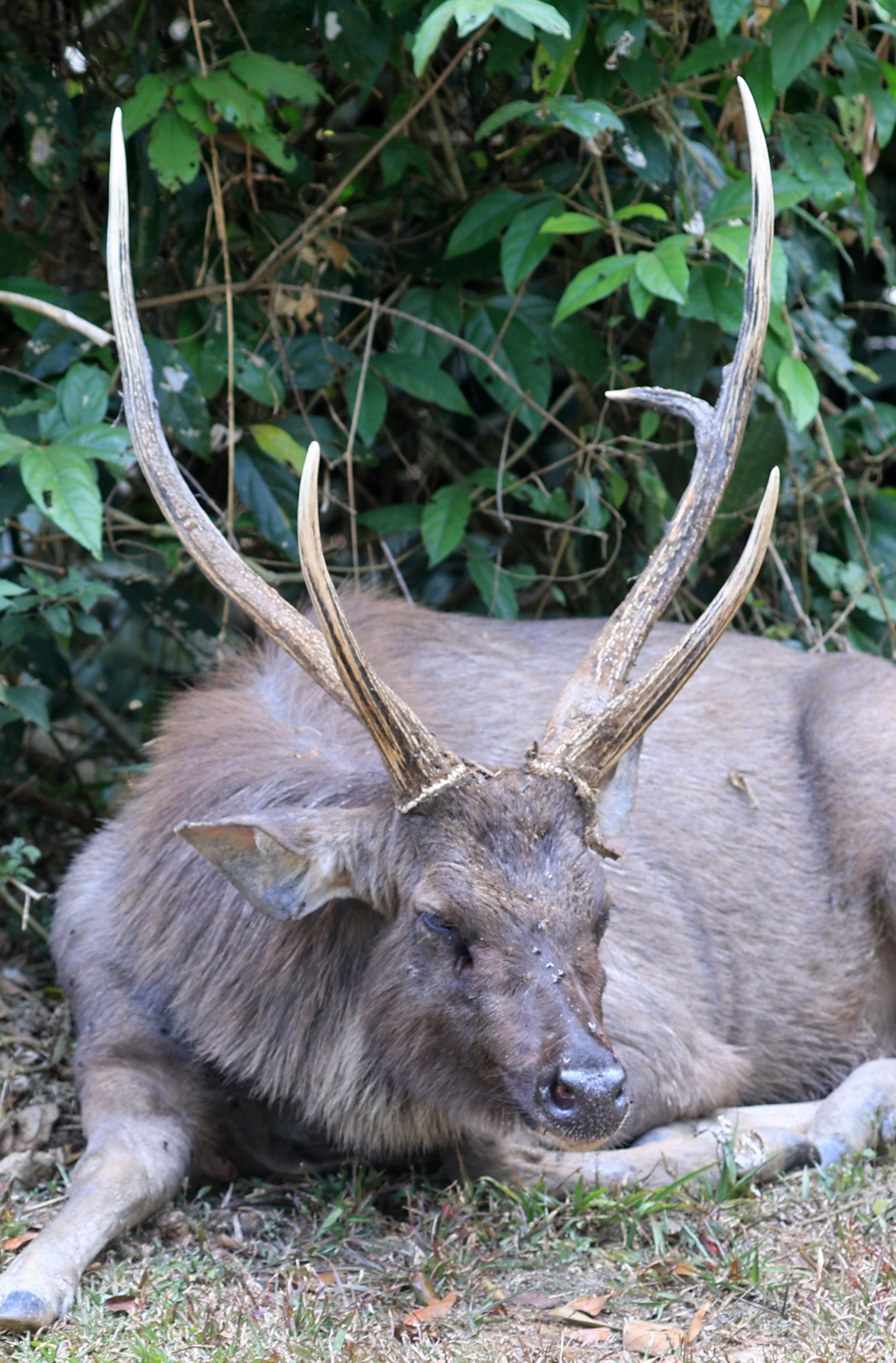 Indochinese Sambar (Rusa unicolor cambojensis) Khao Yai National Park Feb 2026 Day 3 (2).jpg