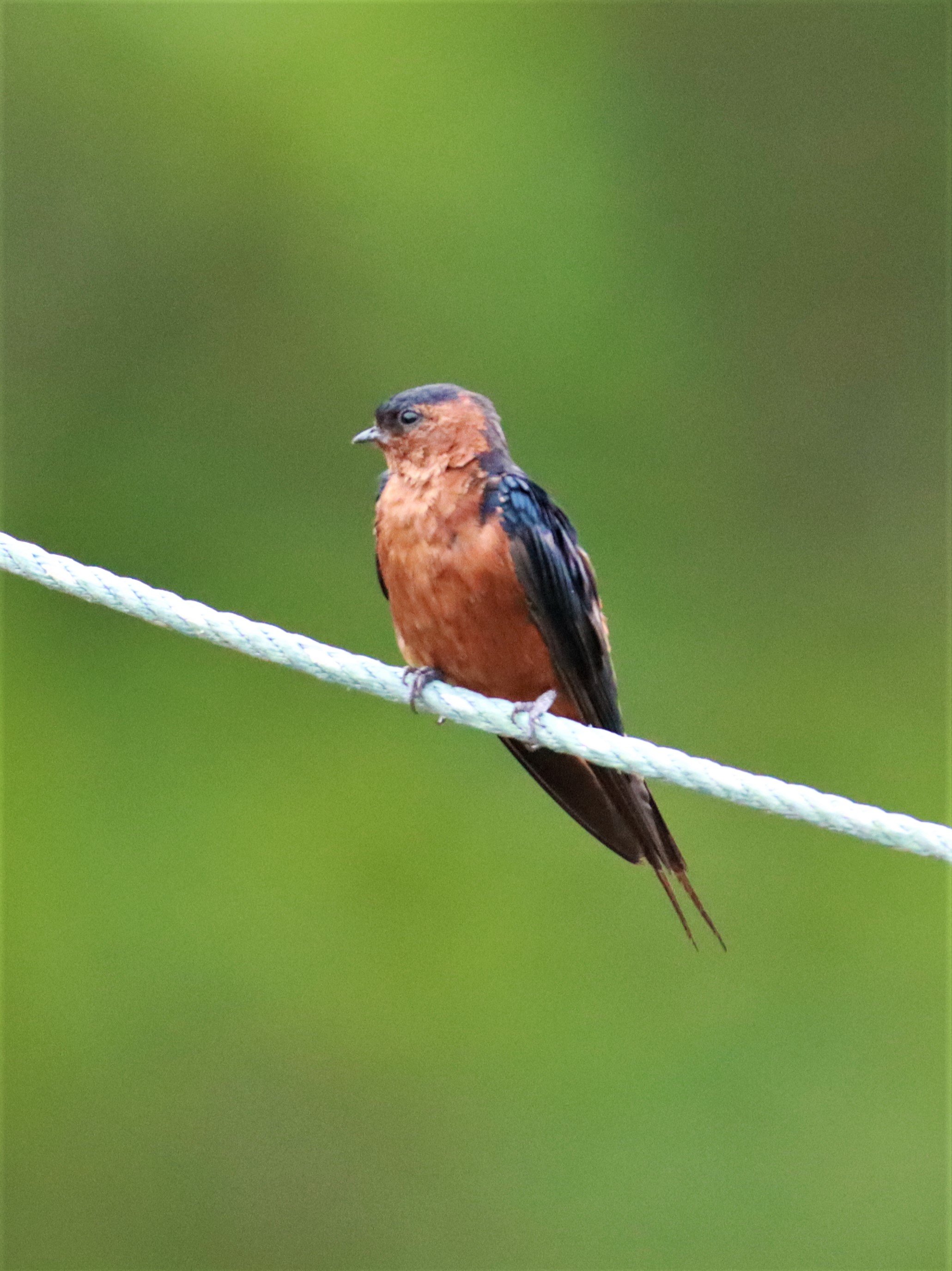 Rufous-bellied Swallow (Cecropis badia) Ao Phang Nga NP Thailand (5).jpg