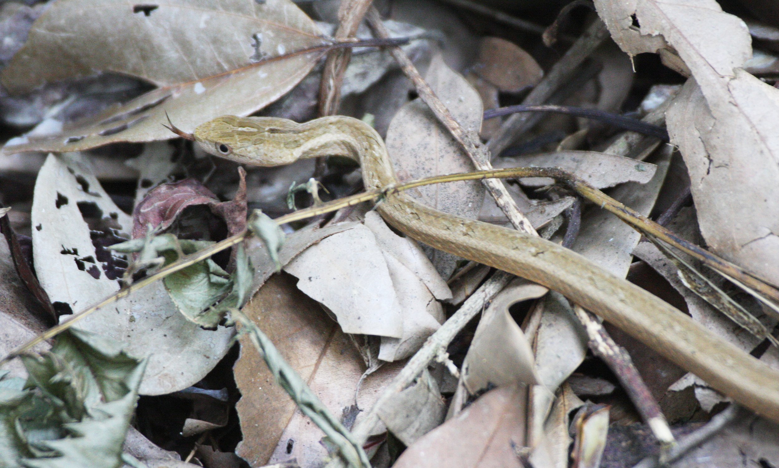 REPTILE - SNAKE - TAIWAN - SUBTROPICAL FOREST (9).JPG