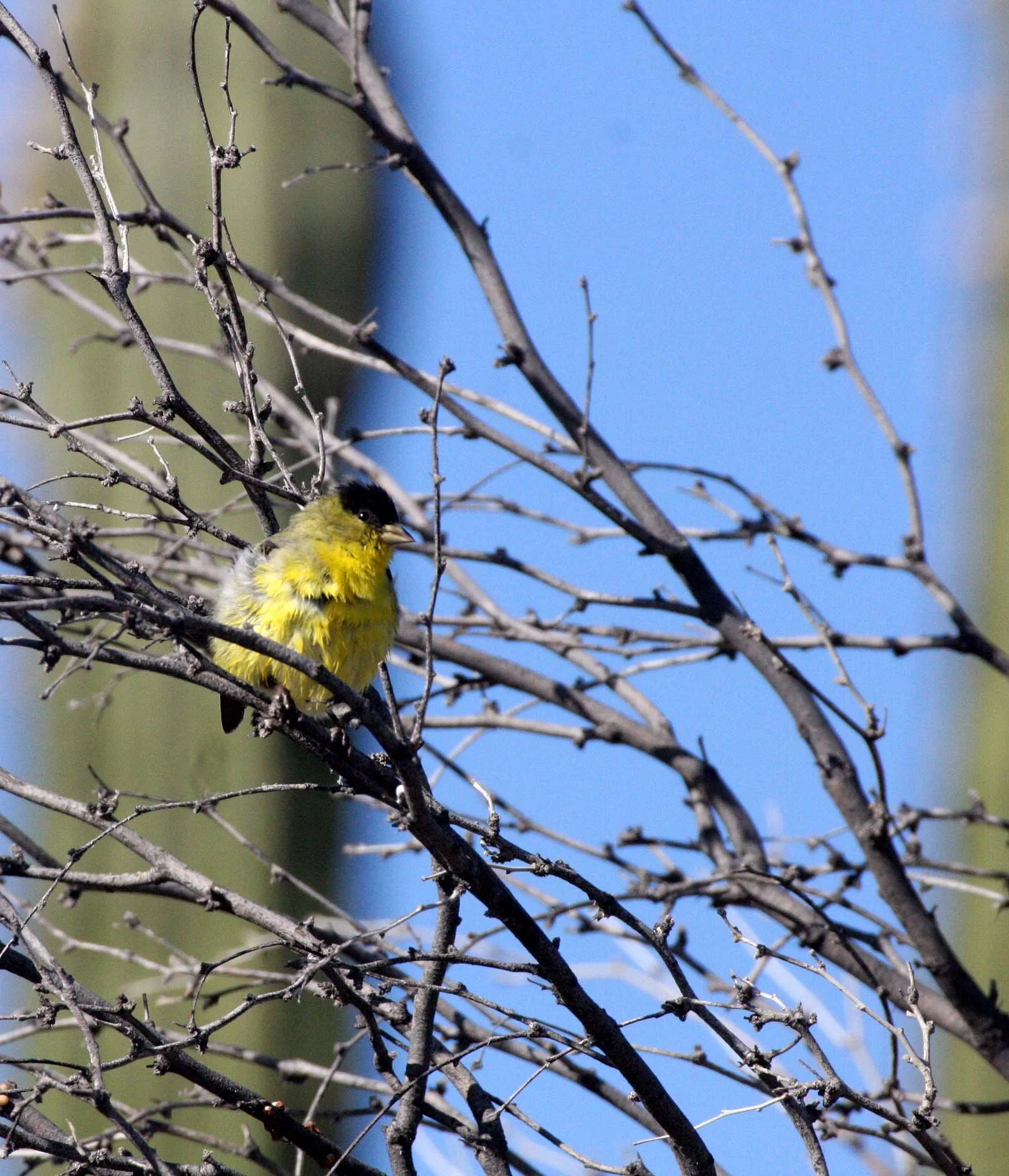 Lesser Goldfinch (Spinus psaltria) Catavina Desert, Baja Mexico (4).JPG