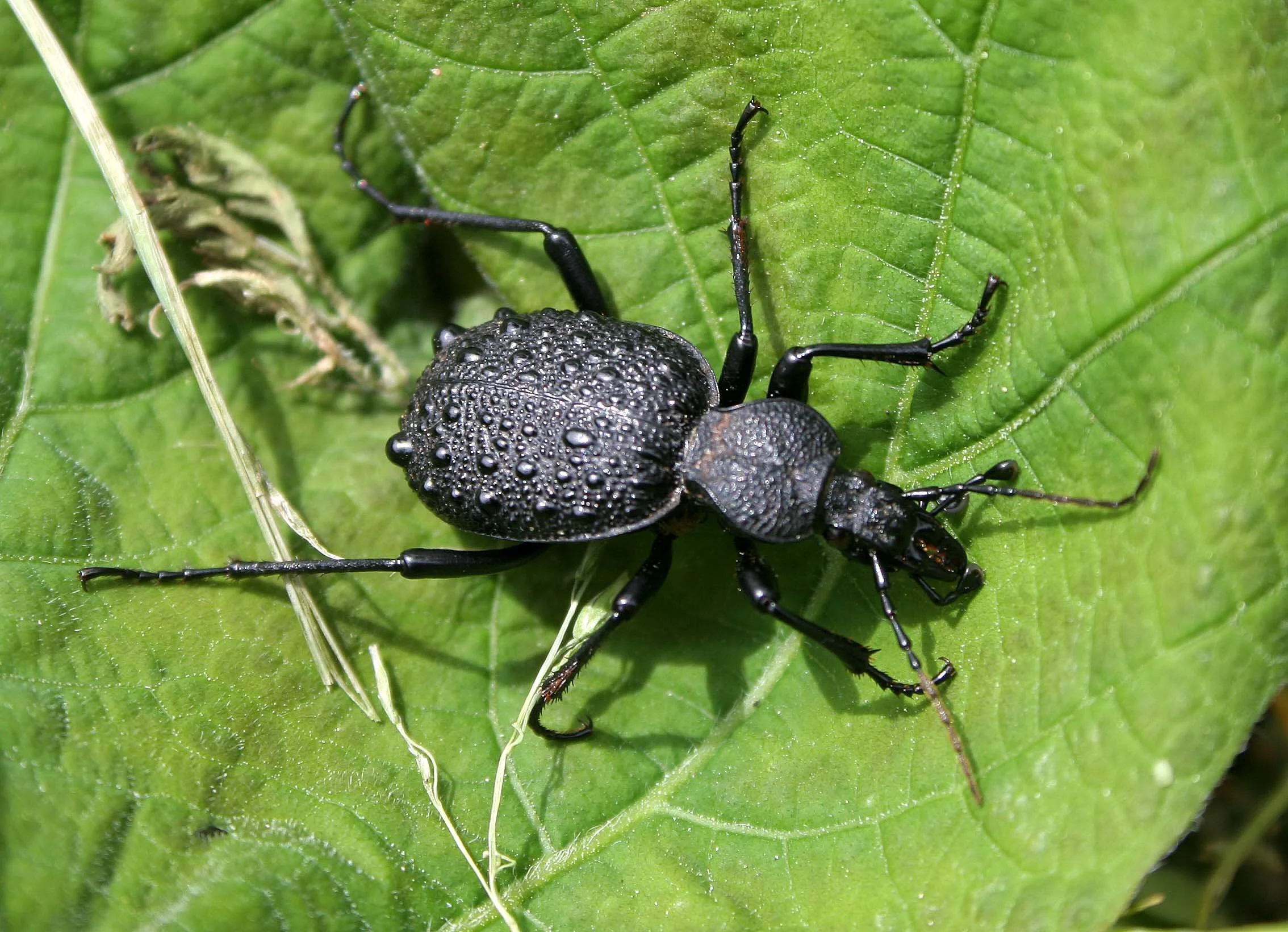 INVERTS - COLEOPTERA - CARABID SPECIES (3).jpg