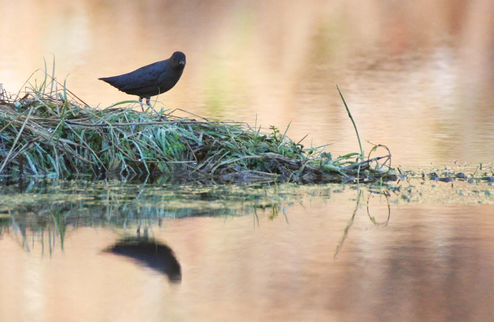 American dipper (Cinclus mexicanus) Hoh Rainforest Washington State (31).JPG