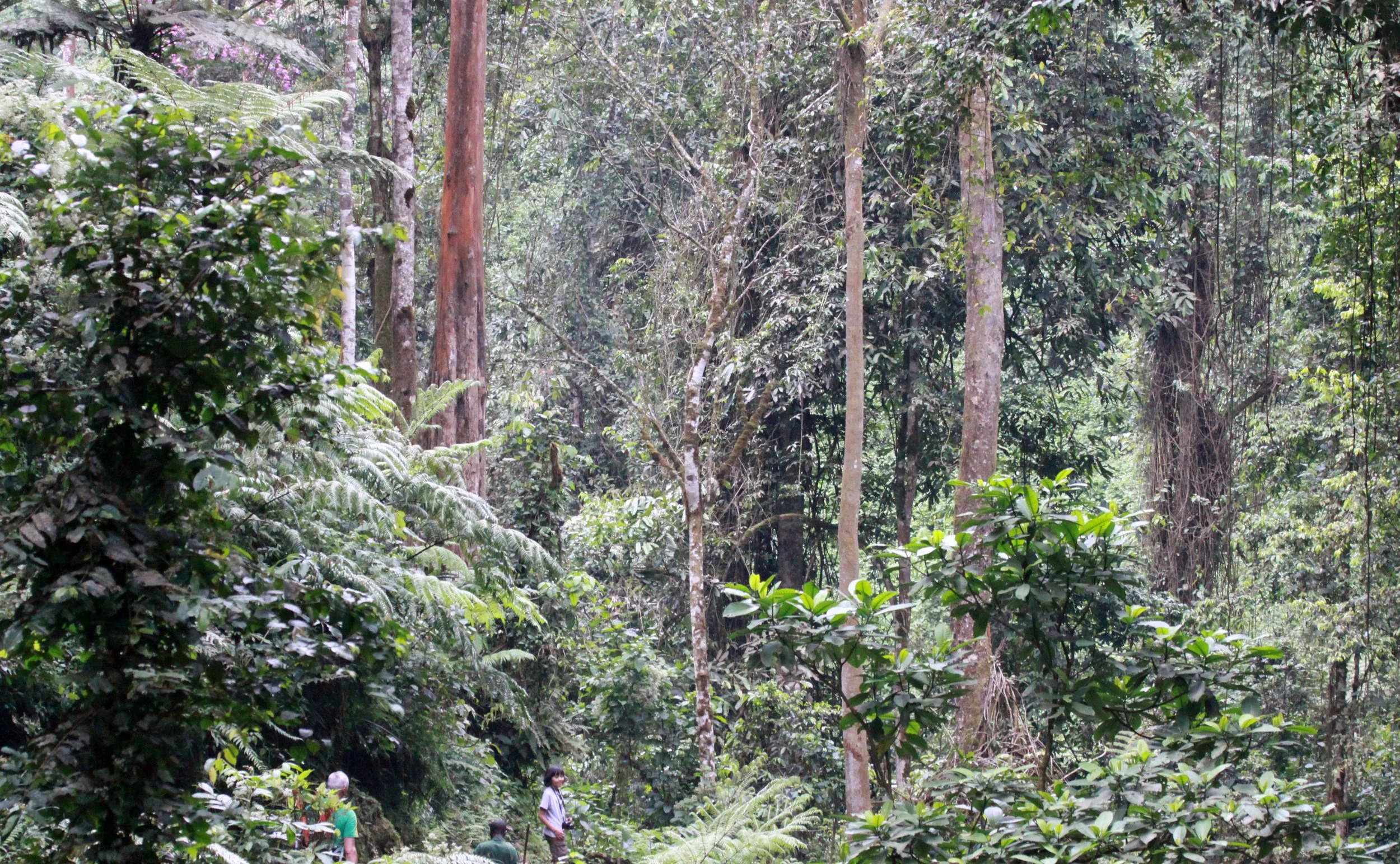 NYUNGWE NATIONAL PARK RWANDA (508).JPG