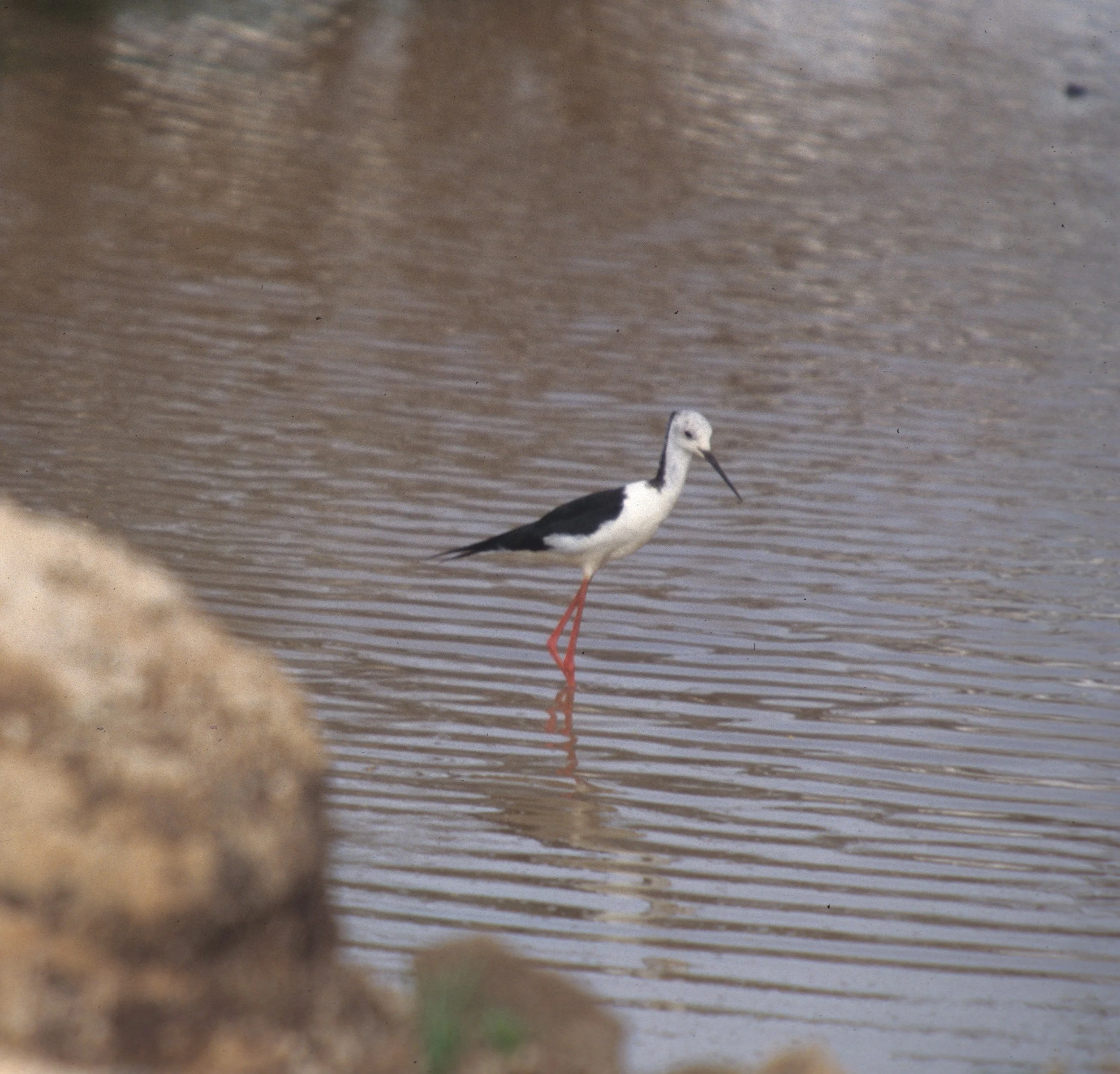 BIRDS - BLACKWINGED STILT - NAMIBIA.jpg