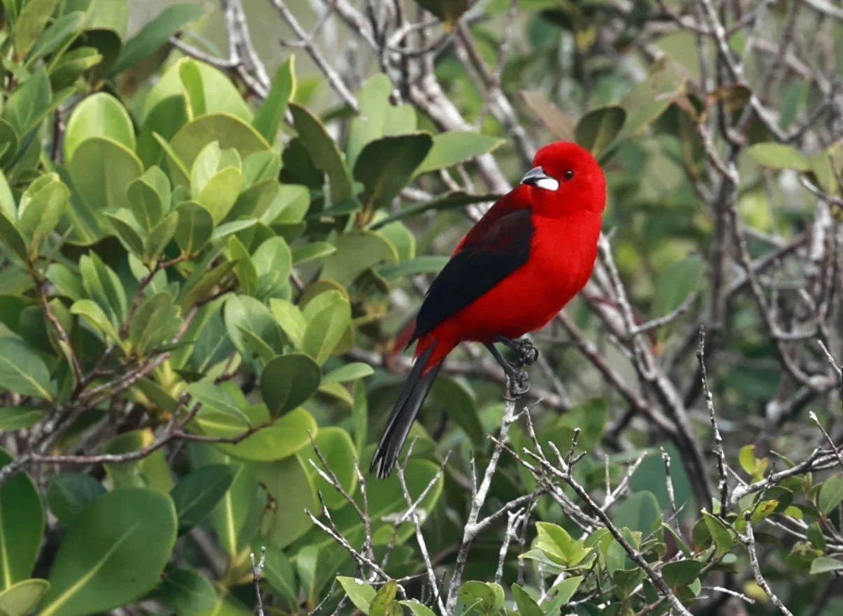 Brazilian tanager (Ramphocelus bresilia) Superagüi National Park, Brazil (7).jpg