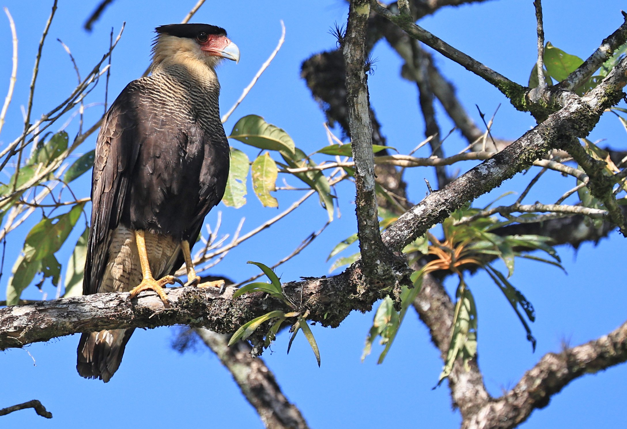 Crested Caracara (Caracara plancus) Superagui National Park, Brazil (6).jpg
