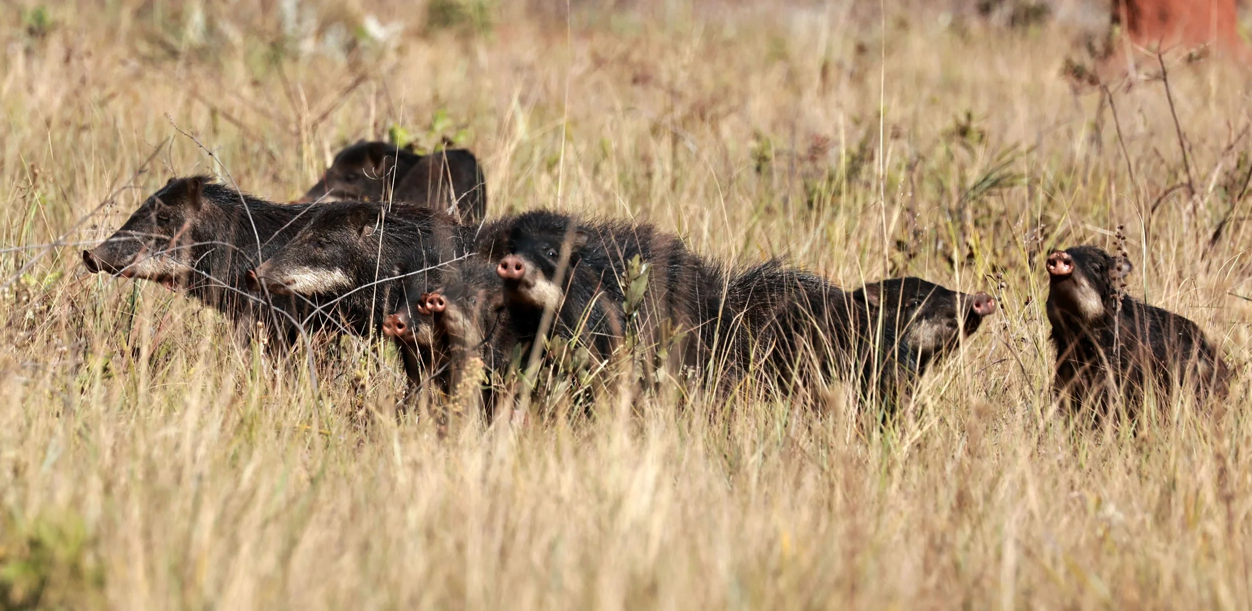 Tayassu pecari - White-lipped Peccary - Emas National Park, Goias State, Brazil (87).jpg