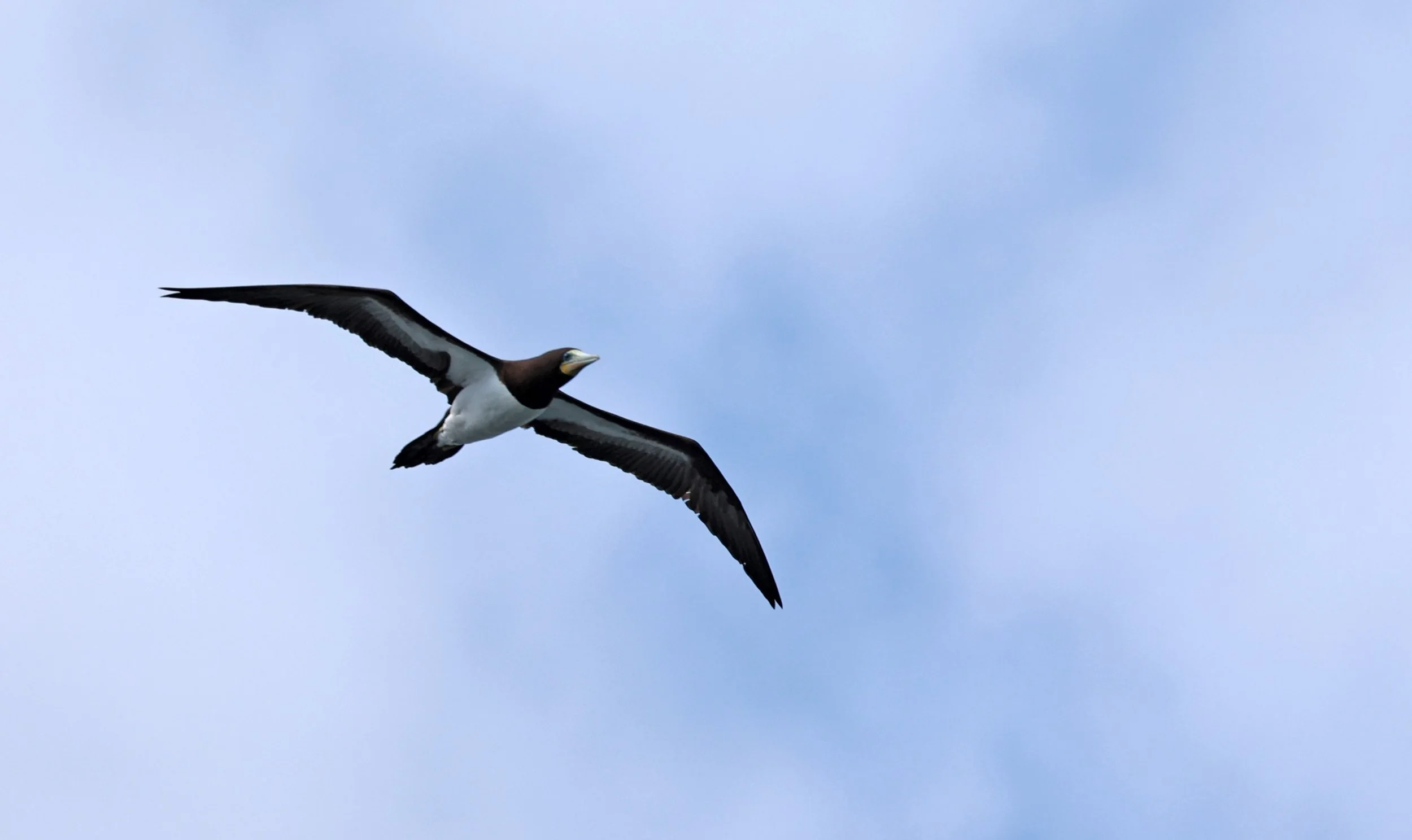 Brown Booby (Sula leucogaster) Superagüi National Park, Brazil (1).jpg