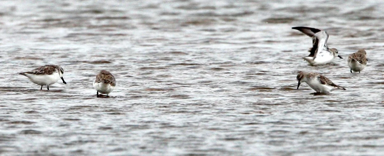 SANDPIPER - SPOON-BILLED SANDPIPER - Calidris pygmeus - PAK THALE PETCHABURI PROVINCE THAILAND (54).jpg