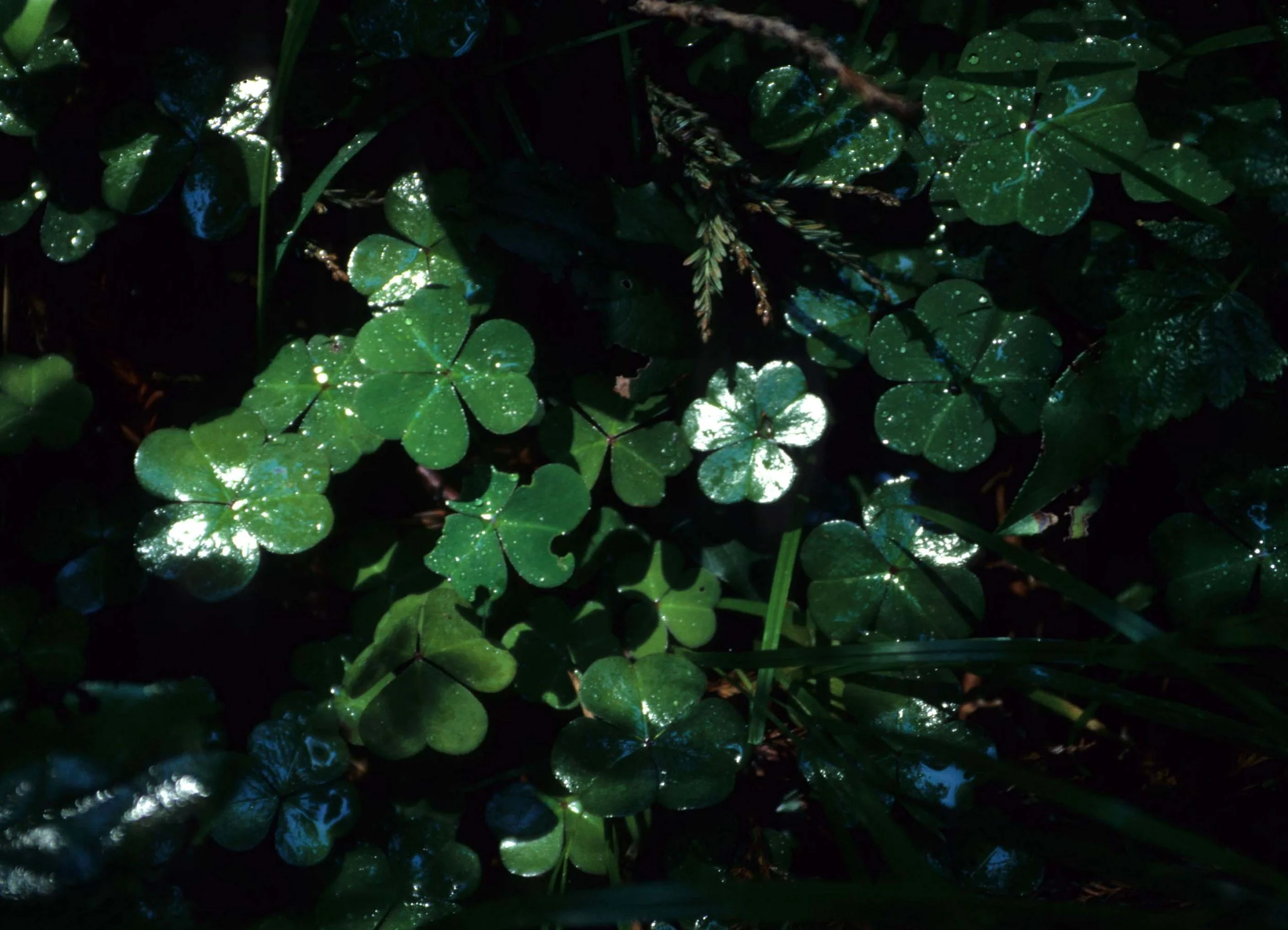 CALIFORNIA - REDWOODS NP - OXALIS SPECIES (3).jpg