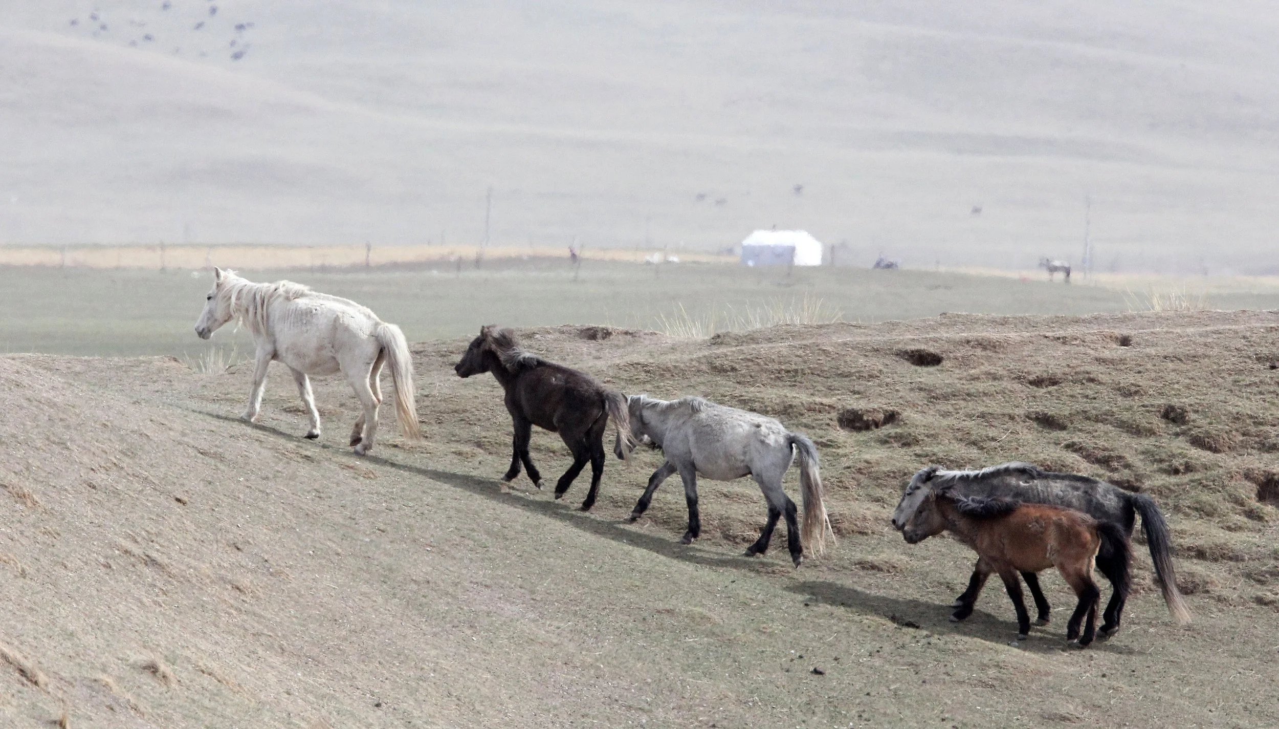 EQUID - TIBETAN HORSE - QINGHAI LAKE CHINA (3).JPG
