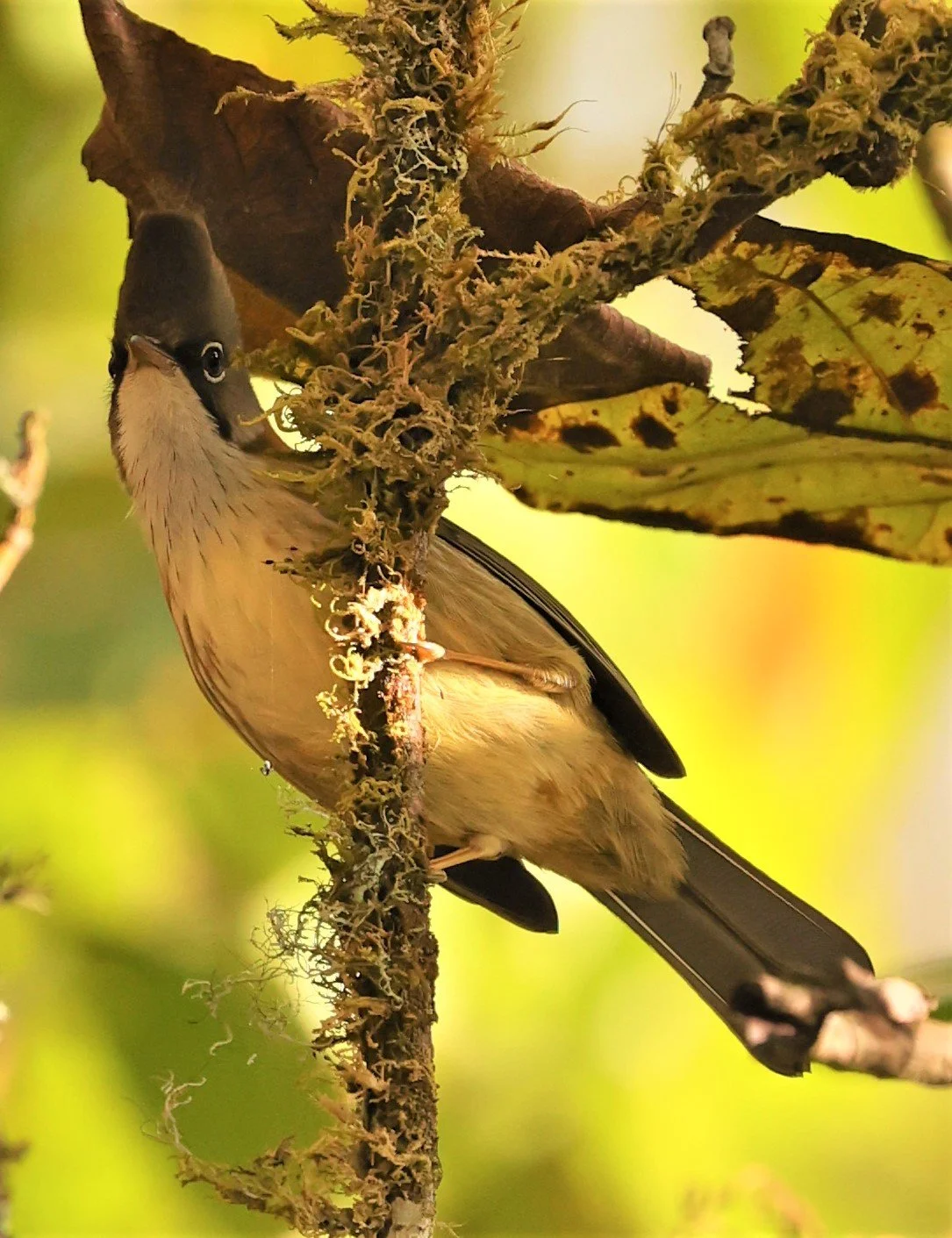 Whiskered Yuhina (Yuhina flavicollis) Doi Lan East, Doi Pha Hom Pok NP, Chiang Mai Thailand (26).jpg